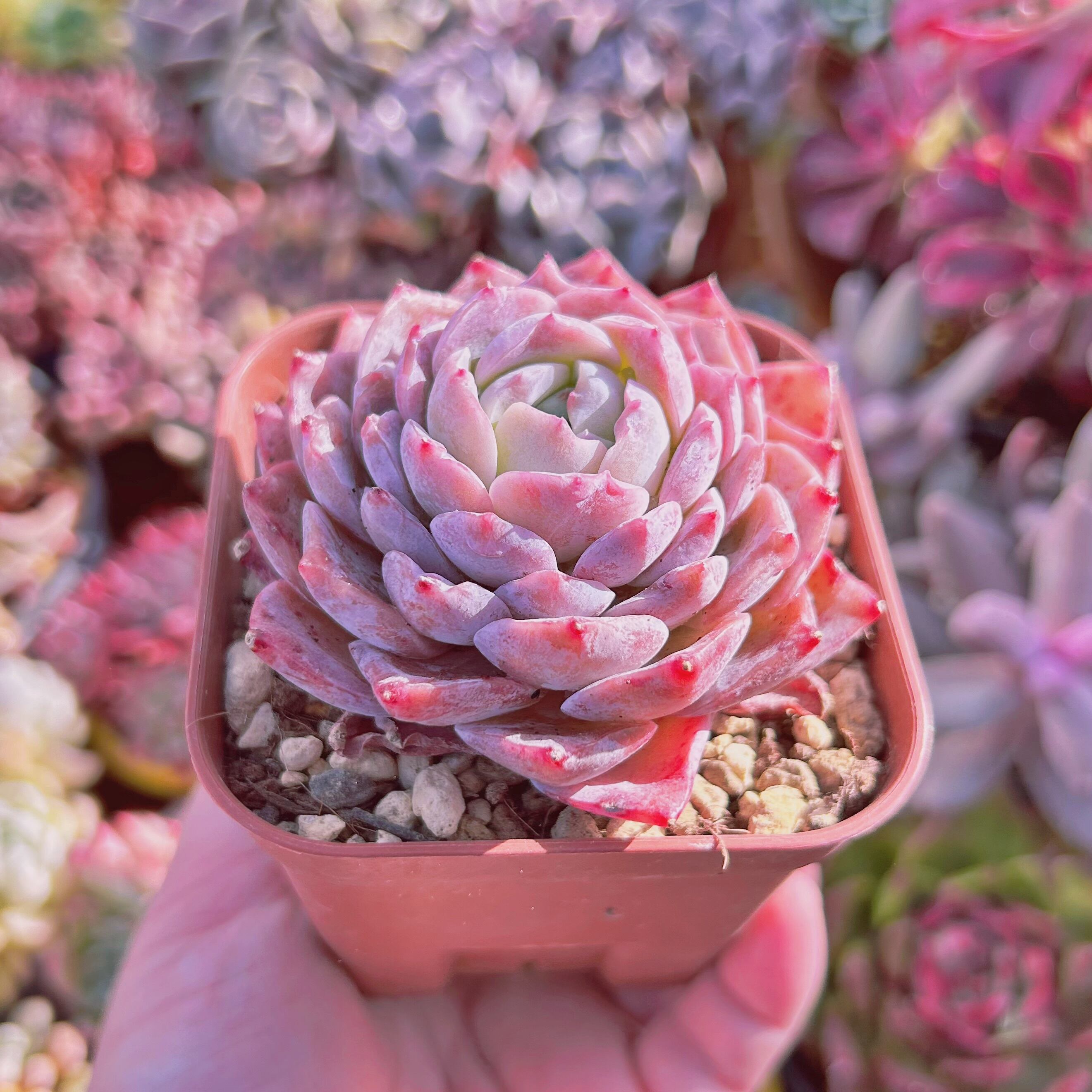 252現物 多肉植物 アメイジンググレース 大苗 | るる農園~多肉植物専門