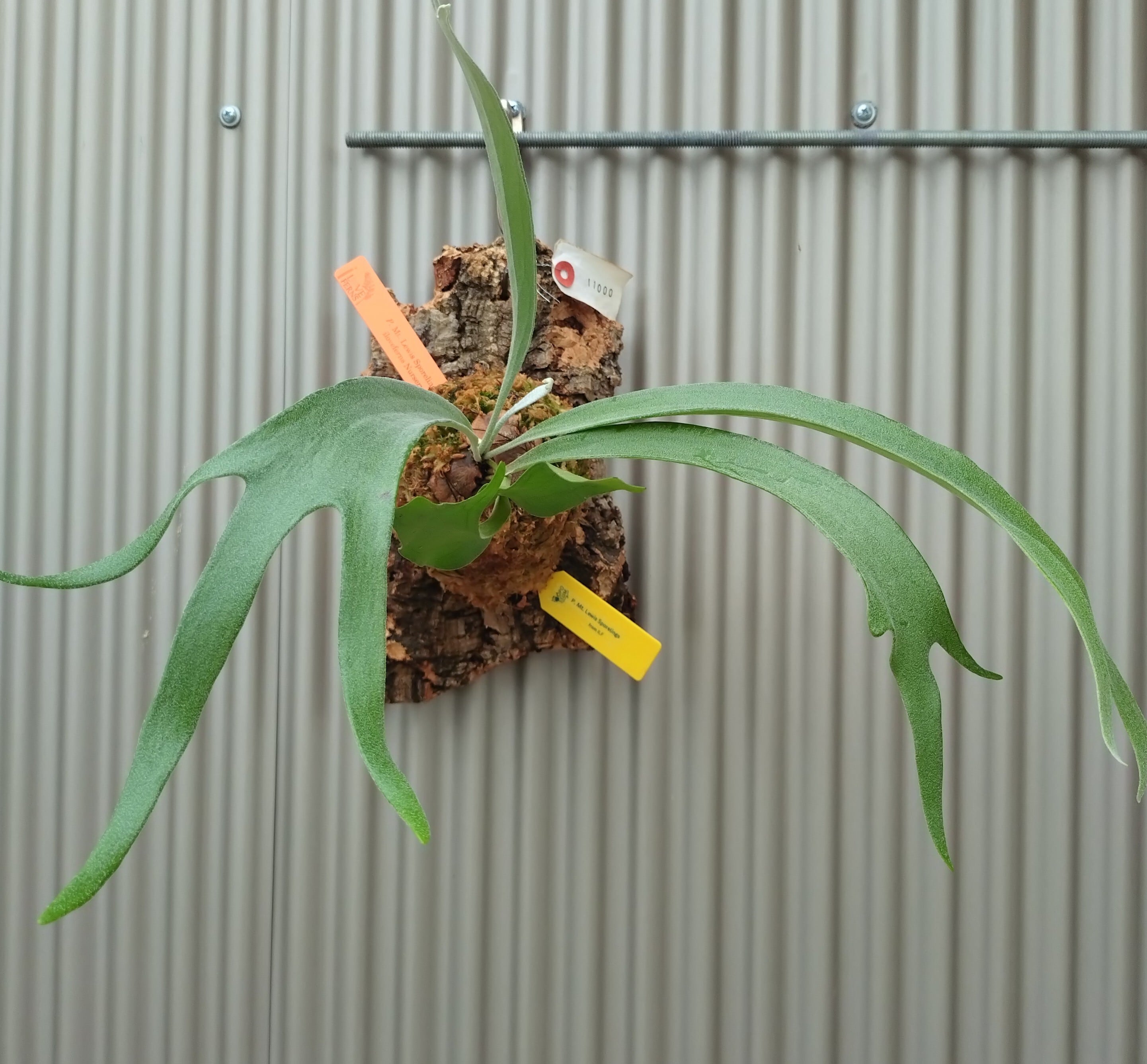 ビカクシダ ルイス×ピューチャン mix spore （P.AG8(Mix Spore  