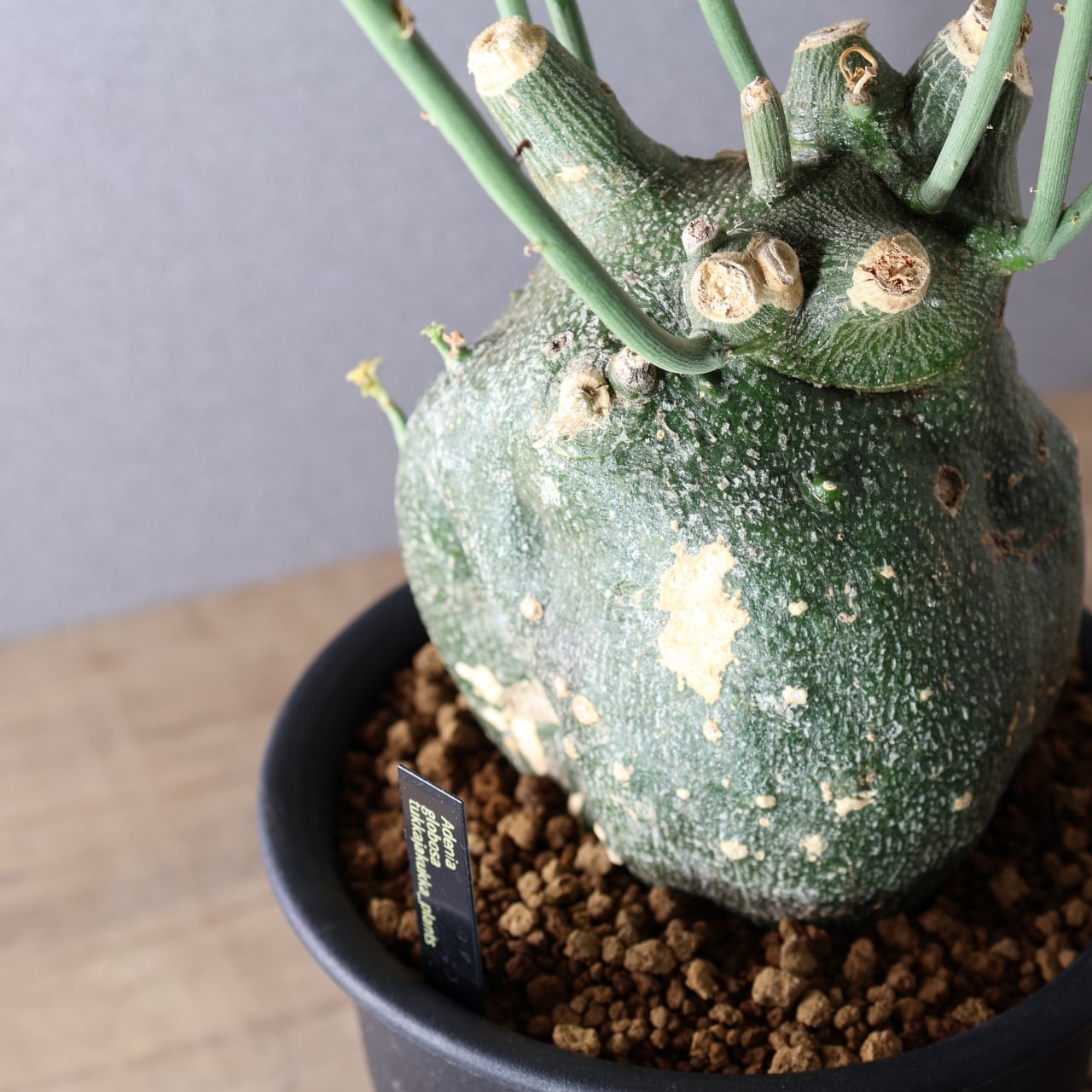 ALL ITEM | MARX PLANTS | 観葉植物・多肉植物・塊根植物