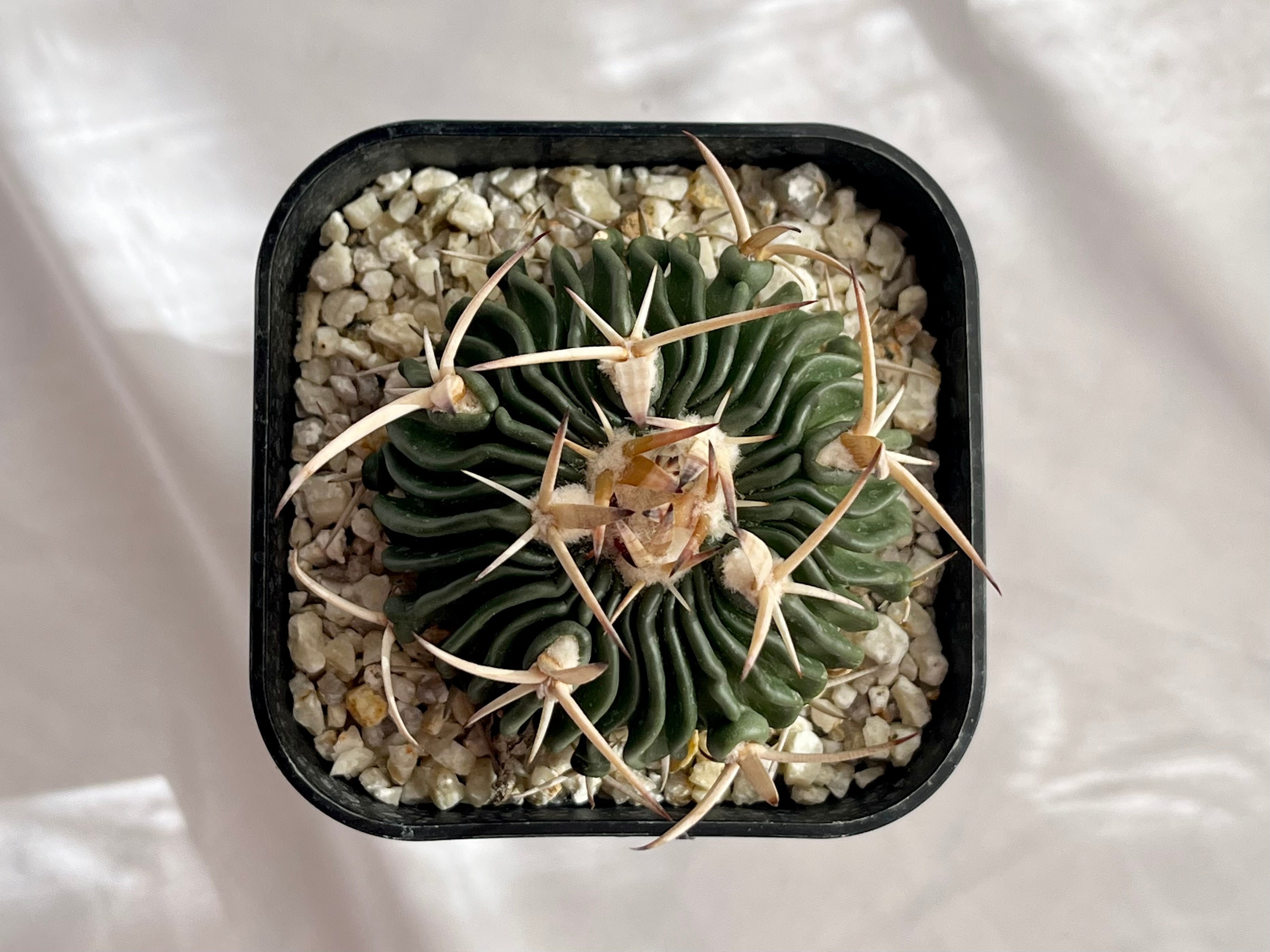 Echinofossulocactus エキノフォスロカクタス 五刺玉 サボテン
