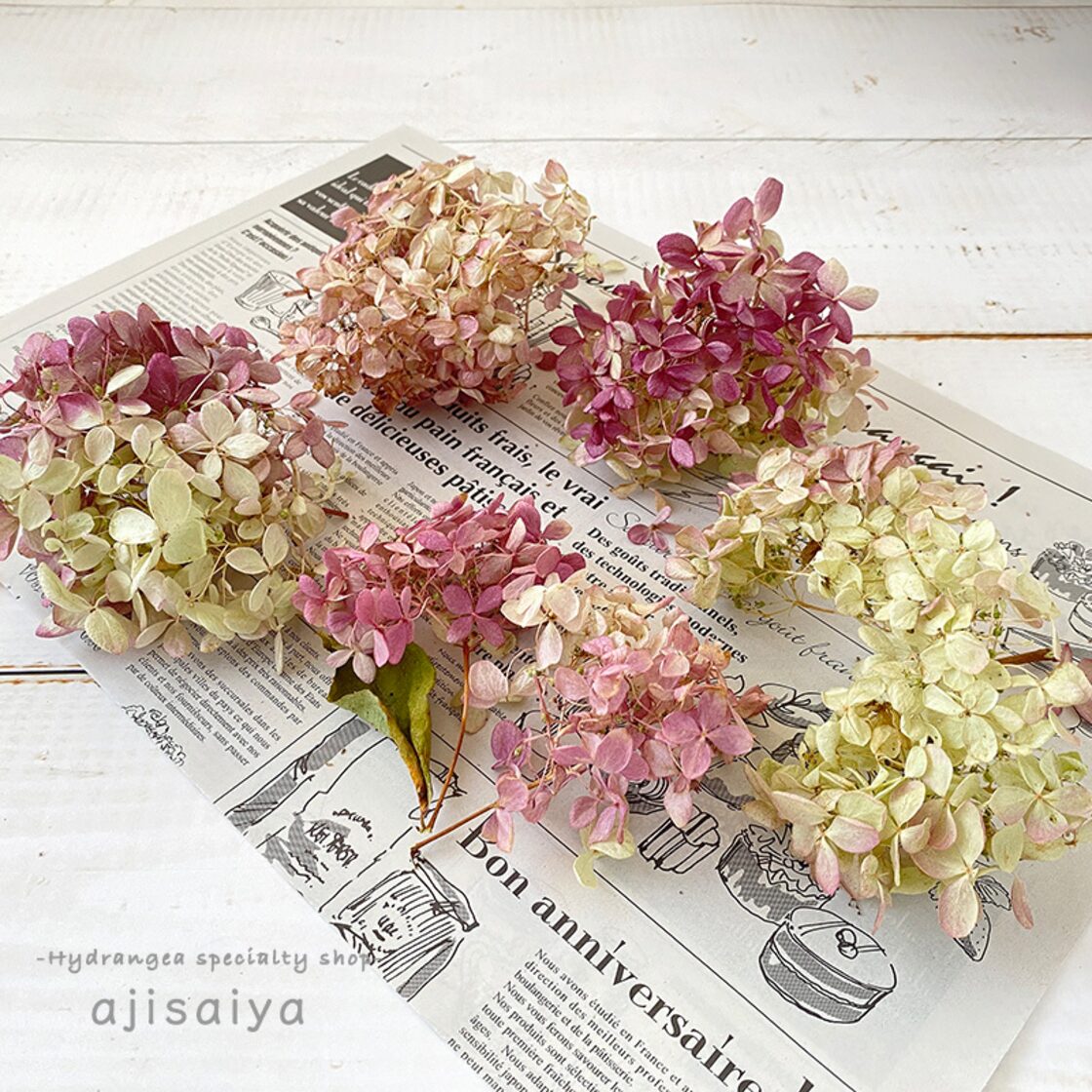 紫陽花ドライフラワー AB品ミックス 611 80サイズ 危うい 北海道産 