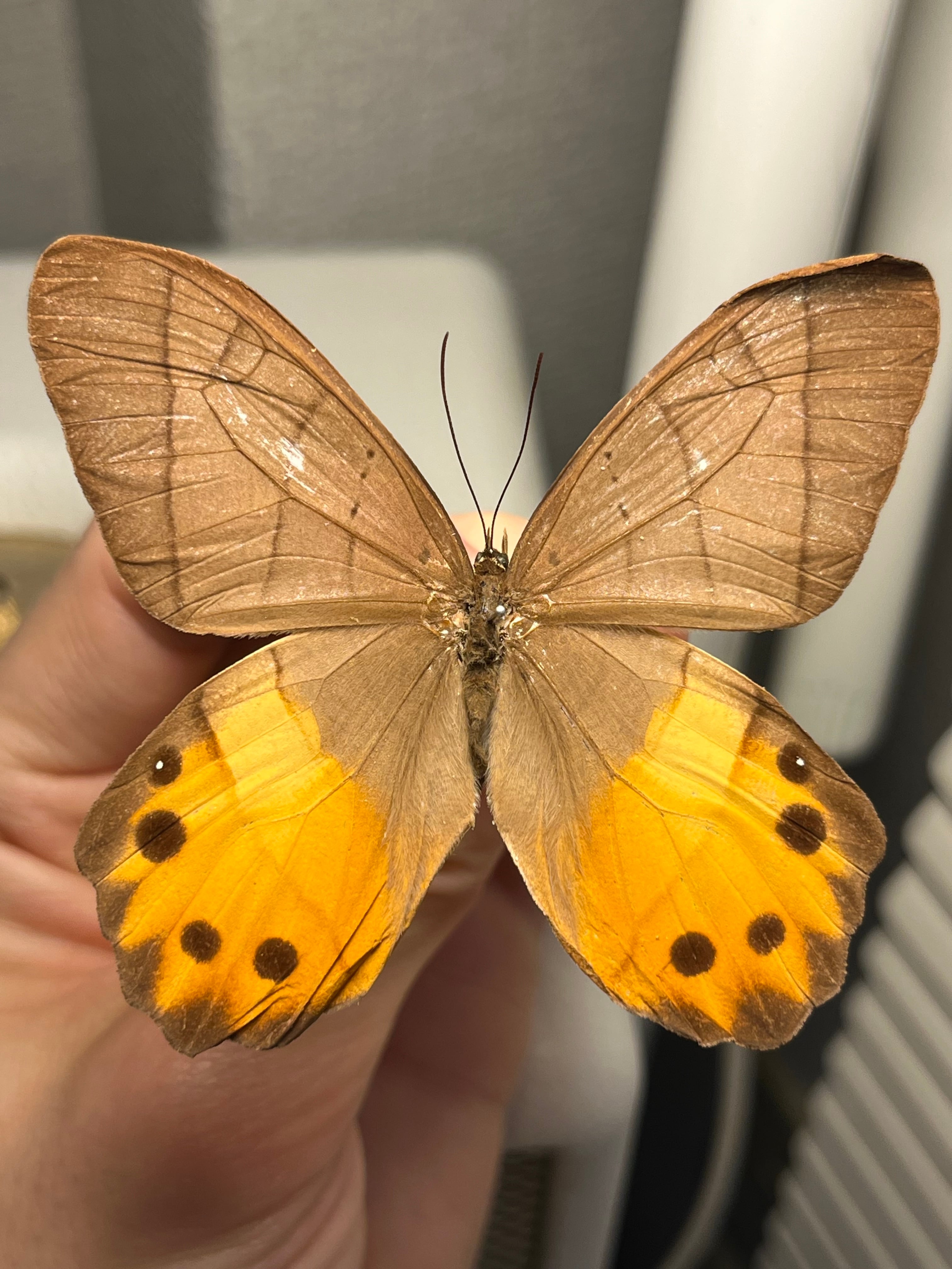 蝸牛被最大種】フクエマイマイカブリ ホンマイマイカブリ 昆虫標本