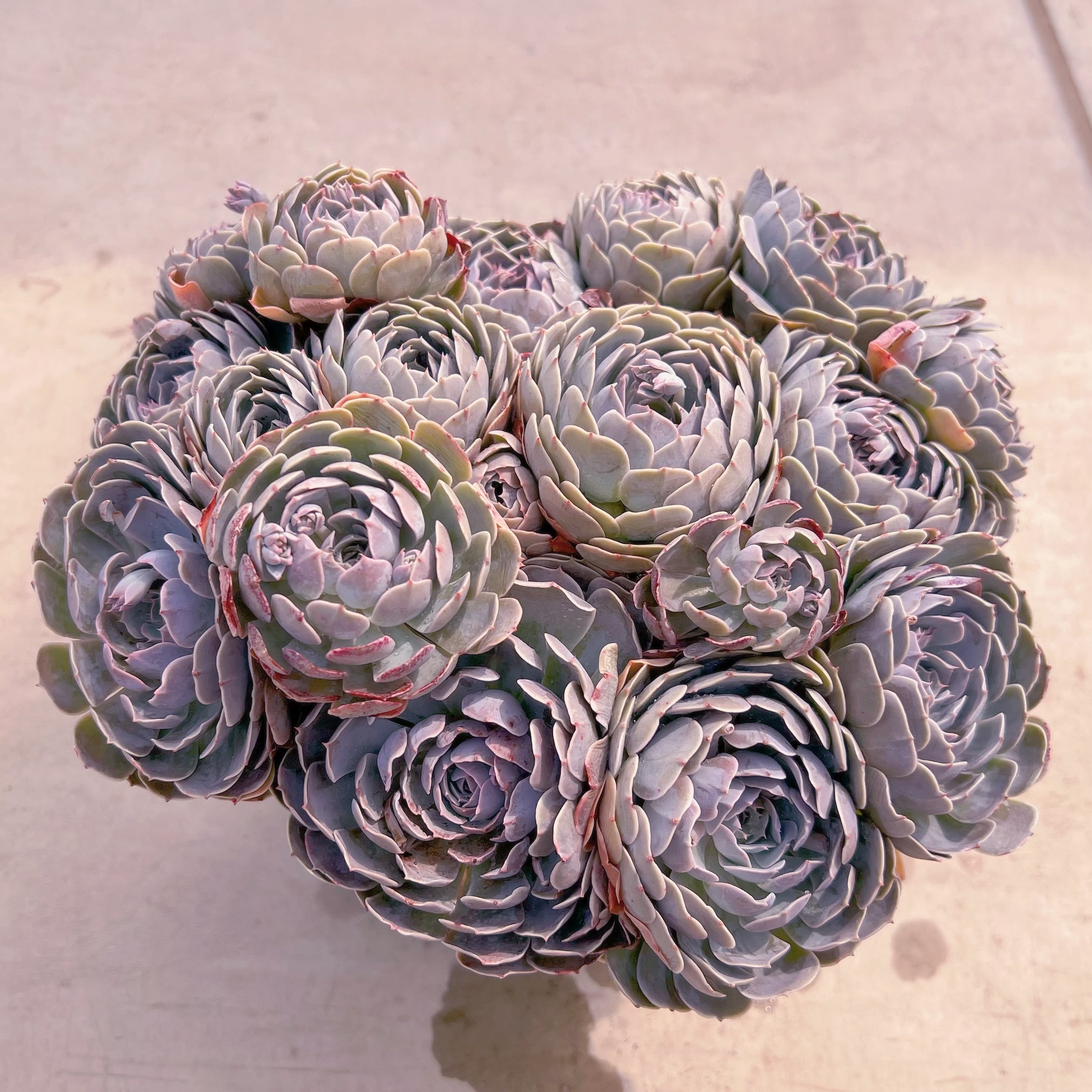 現品　天賜#A22　特特大群生　直径約28cm新入荷　るる農園