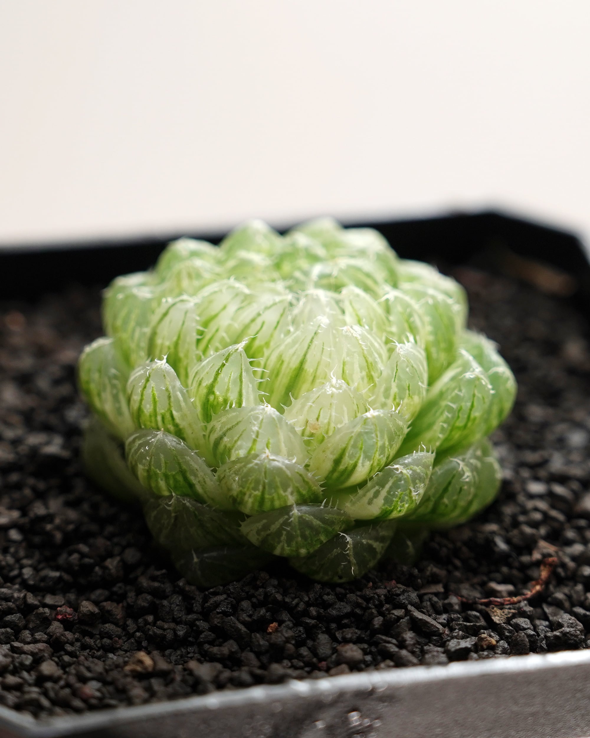 カット苗 ハオルチア 雲翠錦（エメラルドLED錦） Haworthia 'Emerald