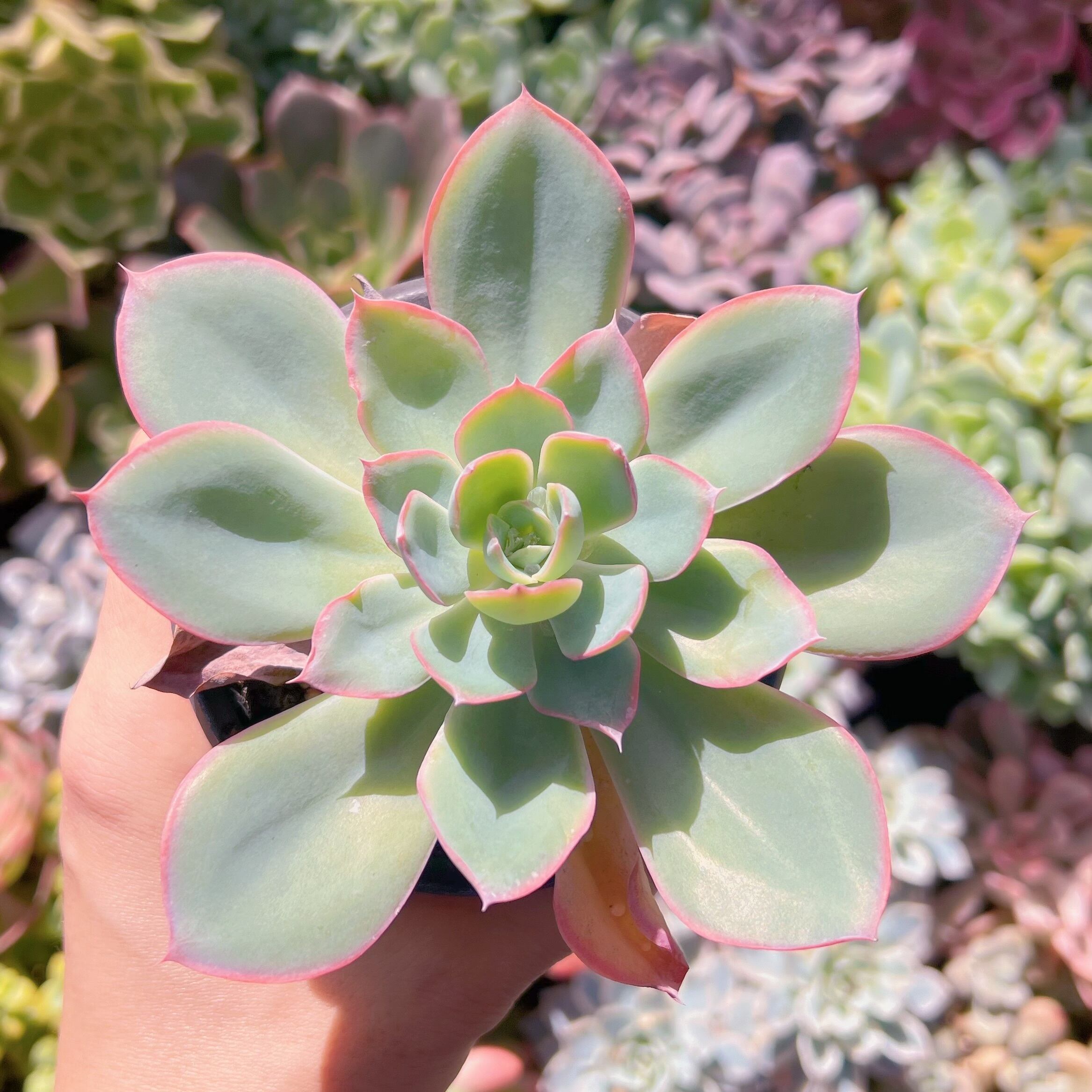 現物　ネオンライト#619   るる農園