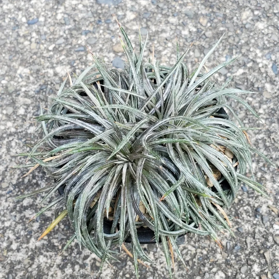F00098_Dyckia magnifica Seedling（OPS）：ディッキア・マグニフィカ