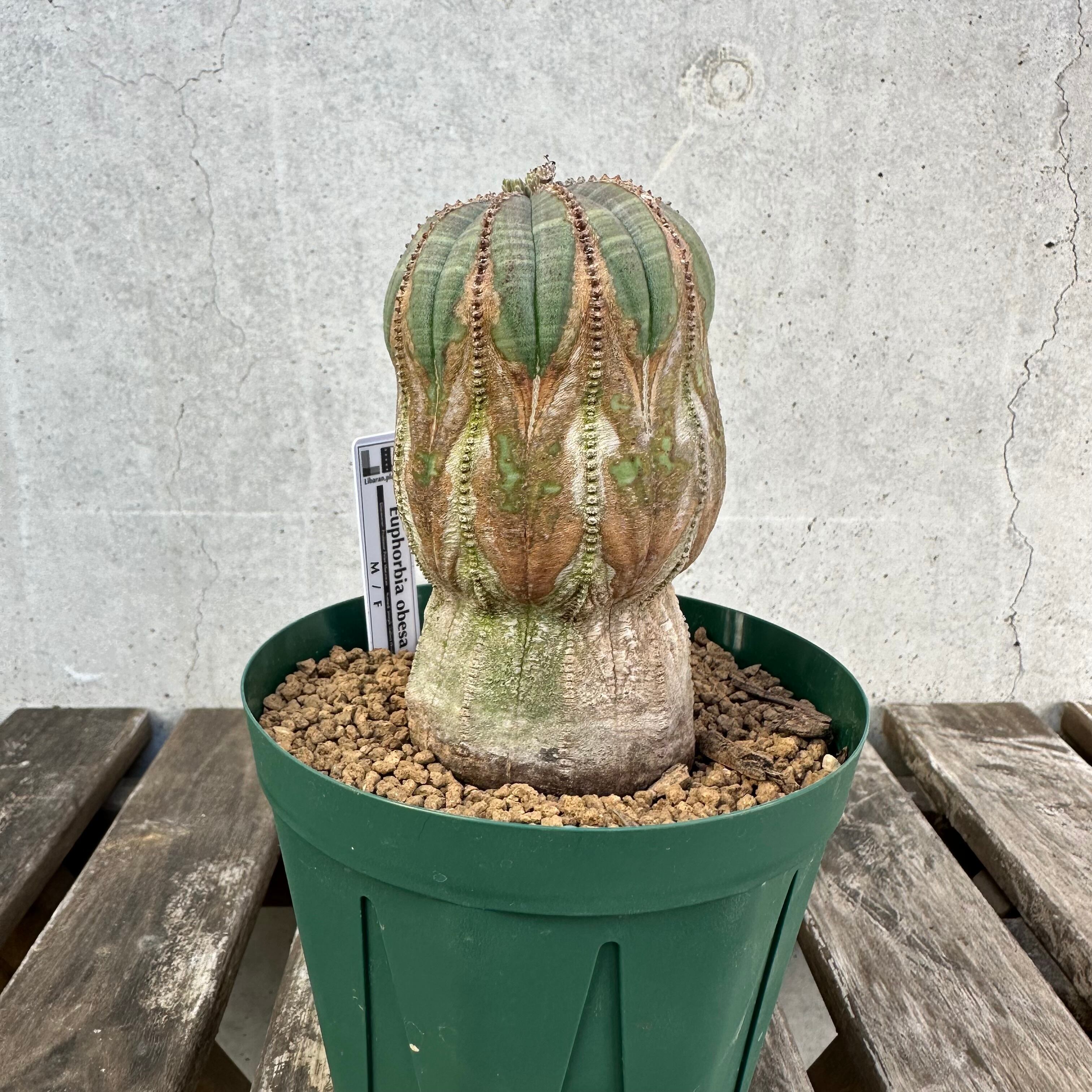 オールドオベサ(メス株) Obesa メス株 | Libaran_Plants〜ユーフォルビア オベサ 専門店