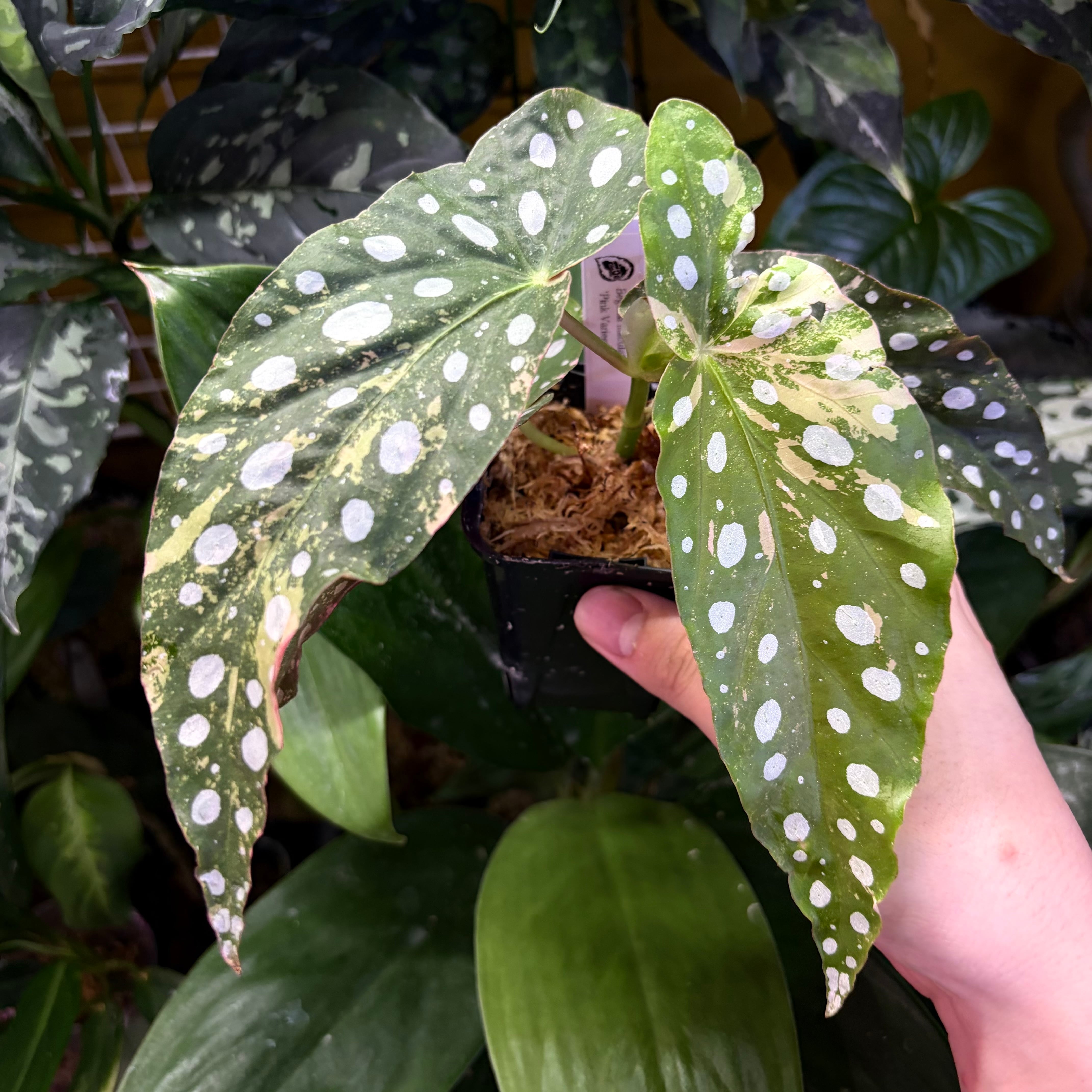Begonia maculata 'Pink Variegated' | 熱帯雨林植物専門店 トイ吉園芸