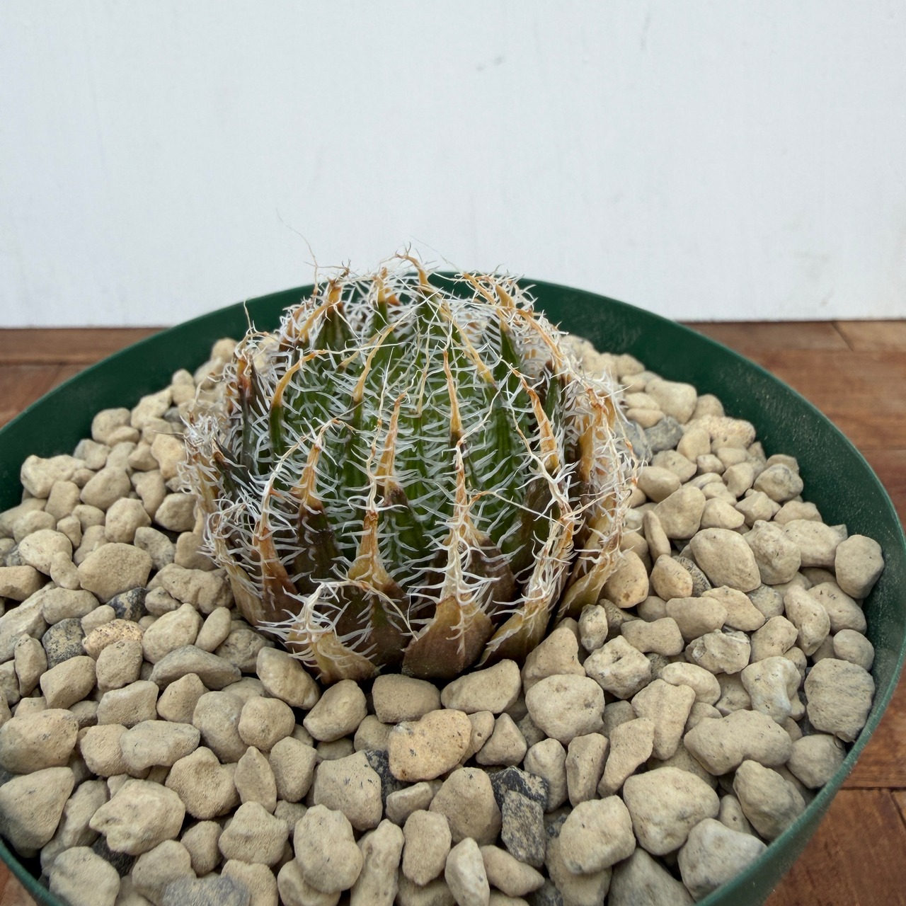 【ご予約品】ハオルチア・ギガス