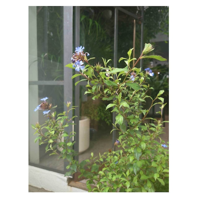 Ceratostigma plumbaginoides