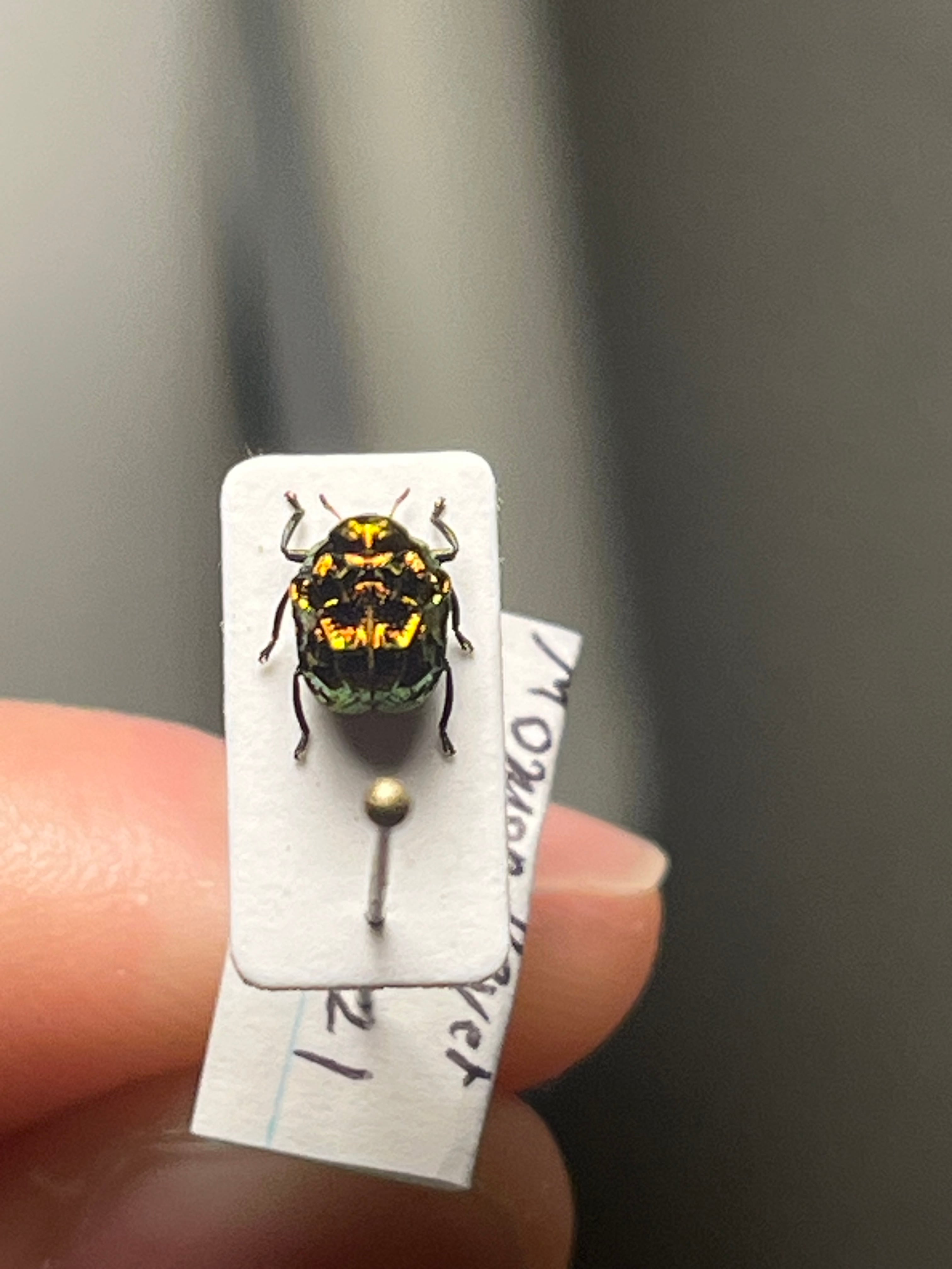 【4mm】コブハムシ 赤銅色 コメツキムシ昆虫標本甲虫タマムシスハンダエコガネム 4mm】アカガネオオコブハムシ 赤銅色 コメツキムシ昆虫標本甲虫