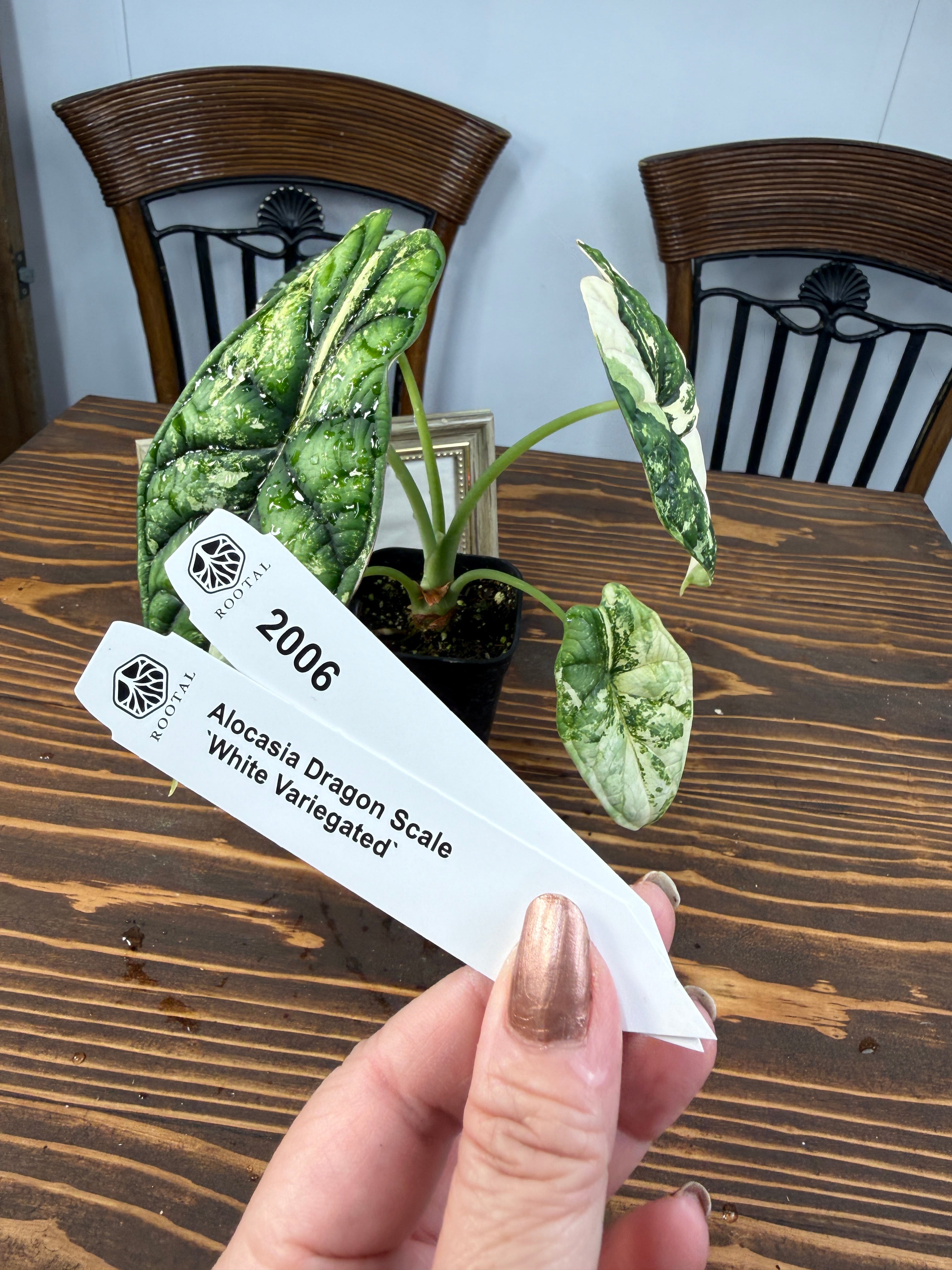 アロカシア　ドラゴンスケール　バリエガータ【写真現物】 斑入り】Alocasia dragon scale / アロカシア ドラゴンスケール②