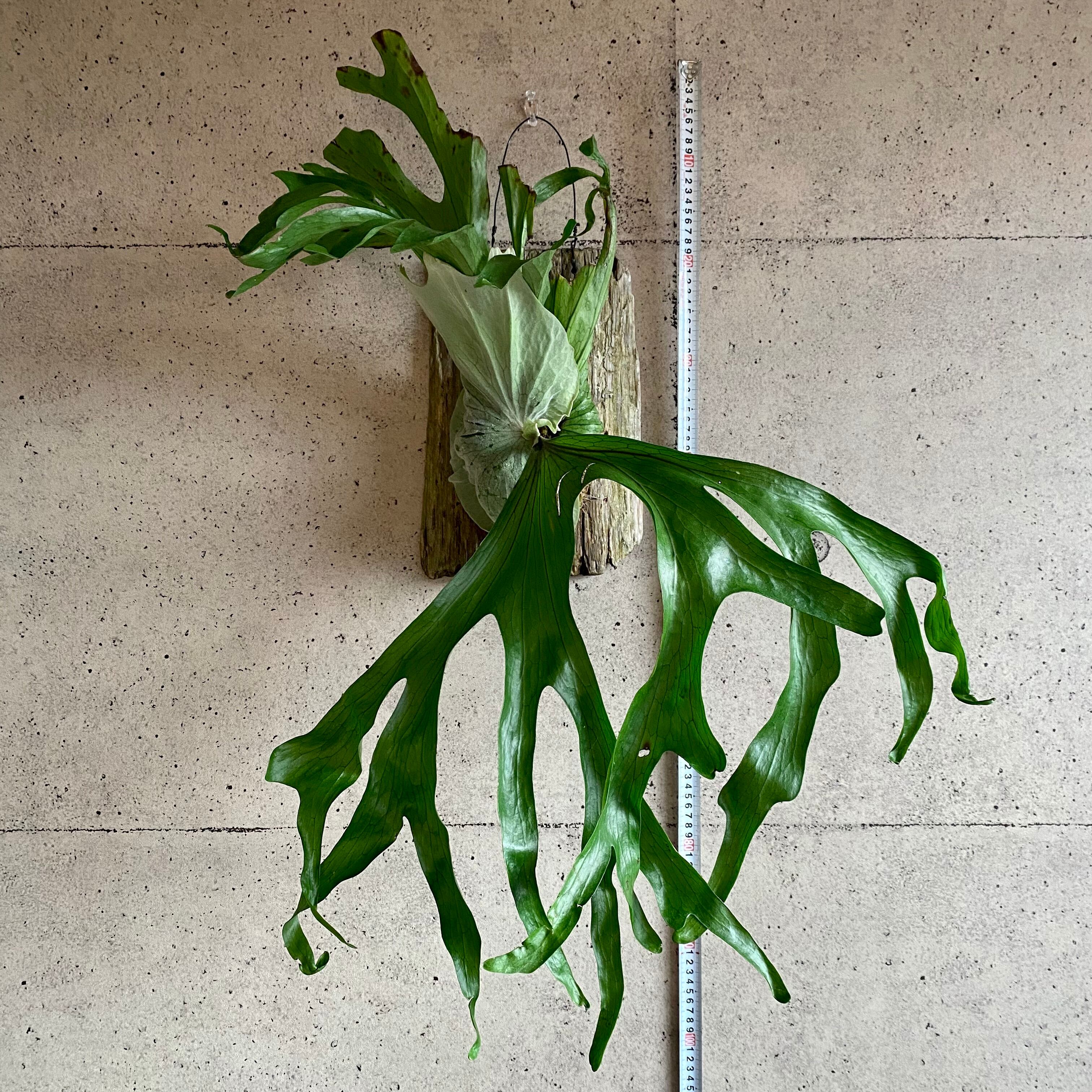 チャンピオン ビカクシダ コウモリラン グランデ 流木アレンジ 代引不可