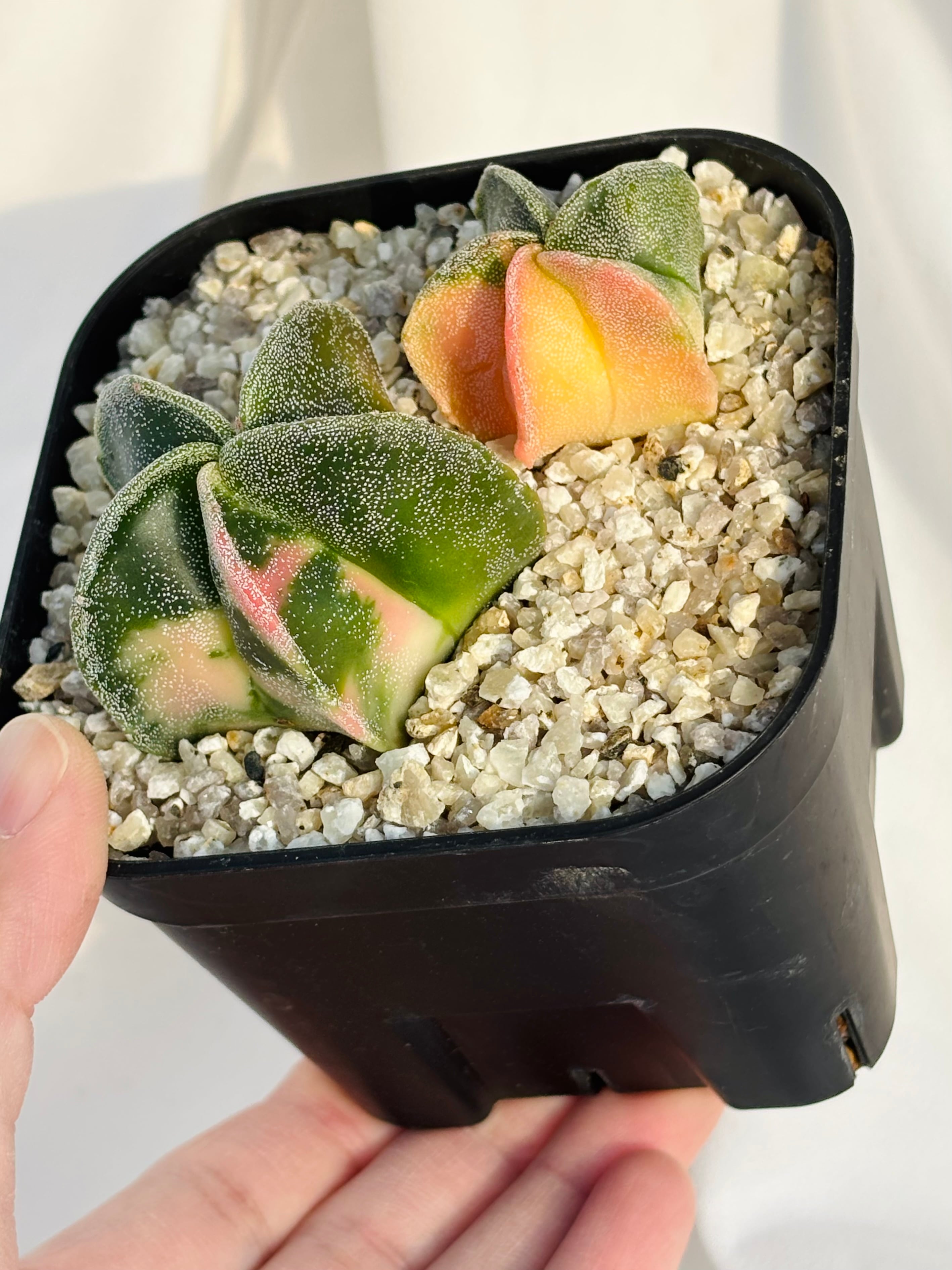 Astrophytum myriostigma アストロフィツム ランポー玉錦 鸞鳳玉錦
