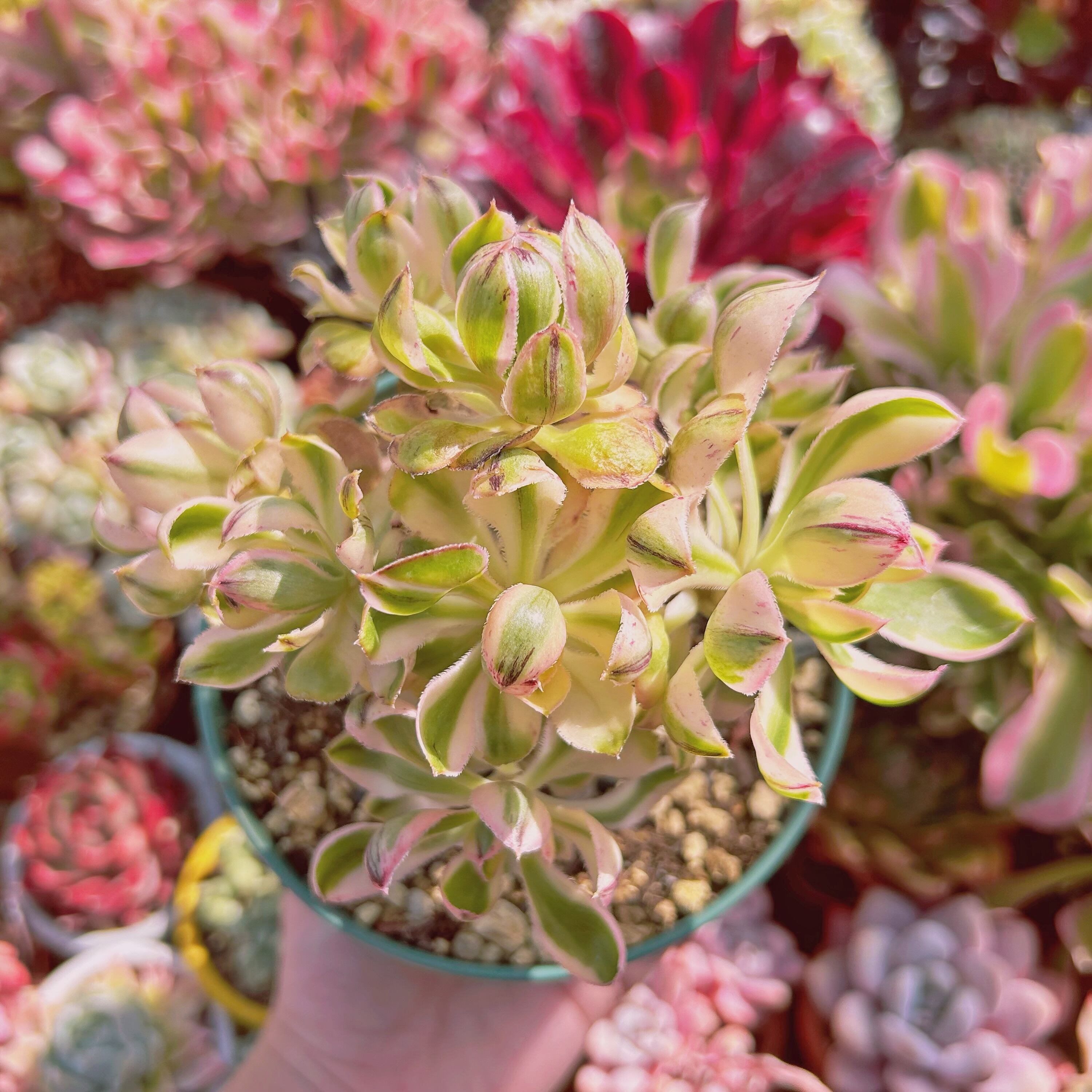 #287現物　多肉植物　Aeonium  燕姿錦　特大　抜き苗