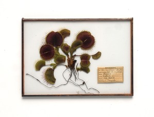 [食虫植物]  マスシプラのガラス標本 no.85