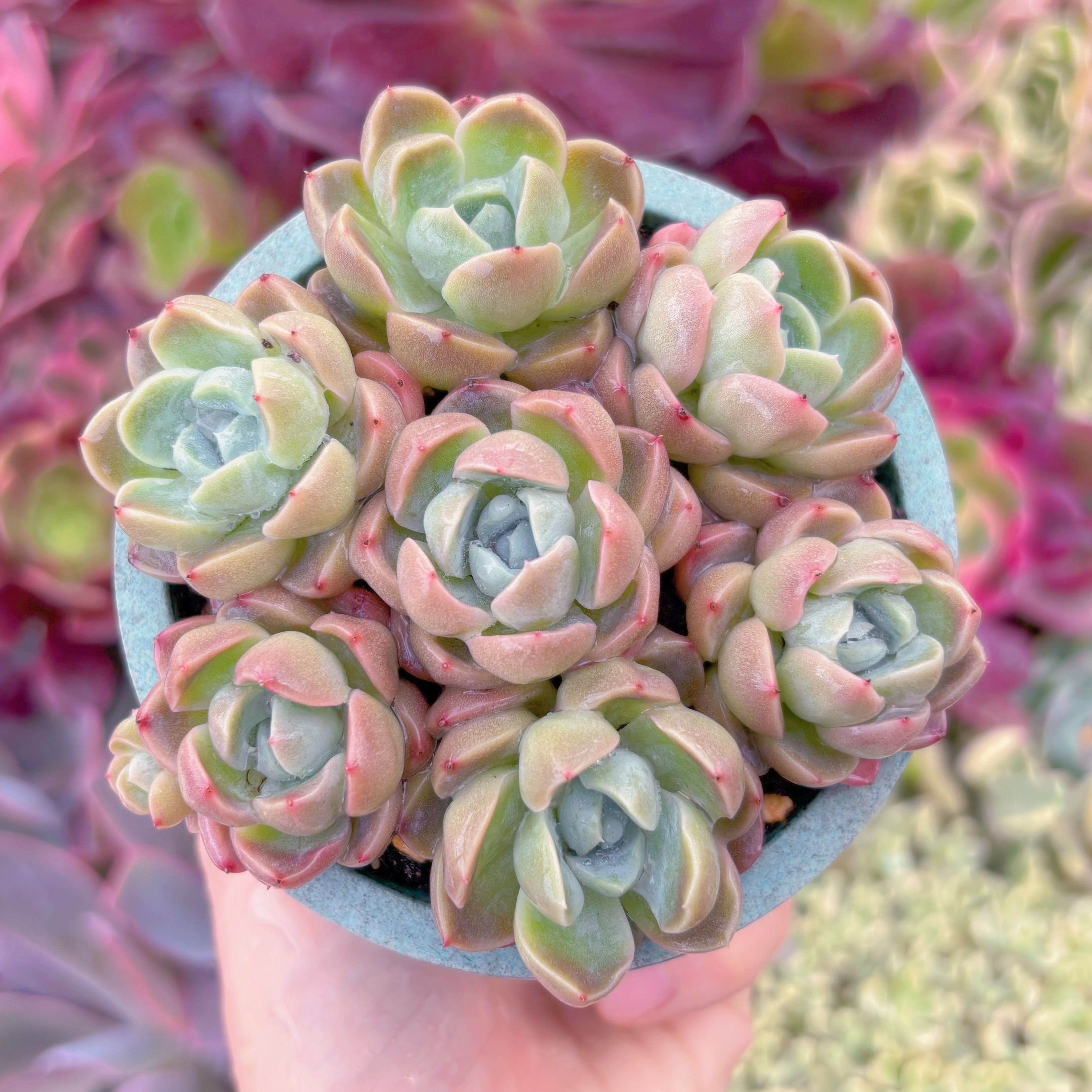 現品　苺大福#F221　るる農園