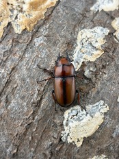 【WF1】《アスタコイデスノコギリ ssp. 貴州省産　Freeペア》おい上田氏委託個体