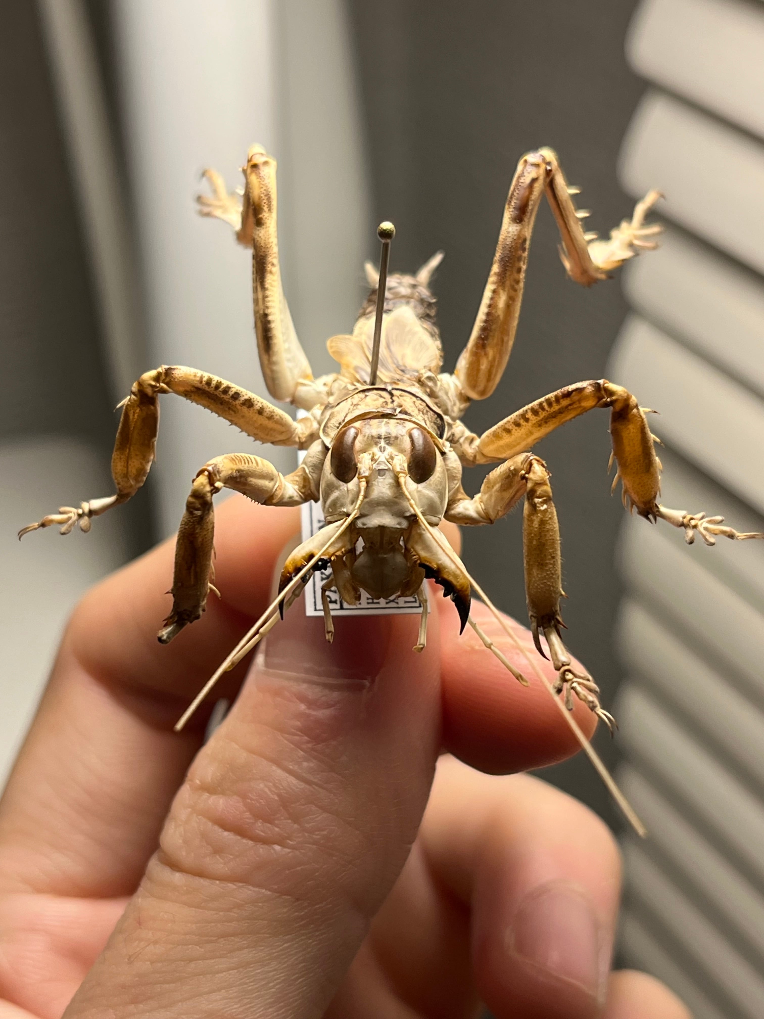 マキバネコロギス 昆虫標本バッタ キリギリスコロギスリオック直翅類