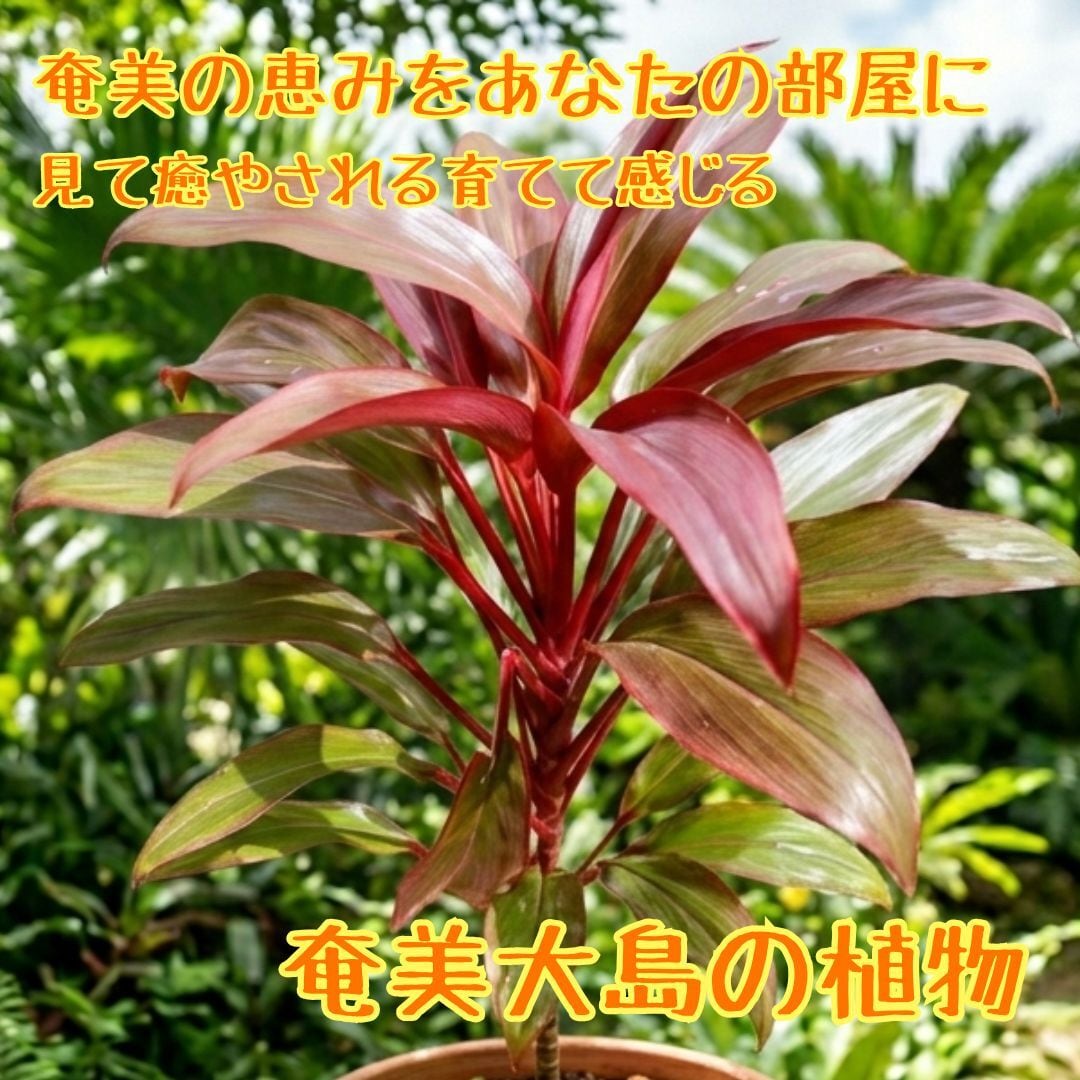 奄美大島産 赤色センネンボク（ティーリーフ）挿し木2本】 ハワイアン