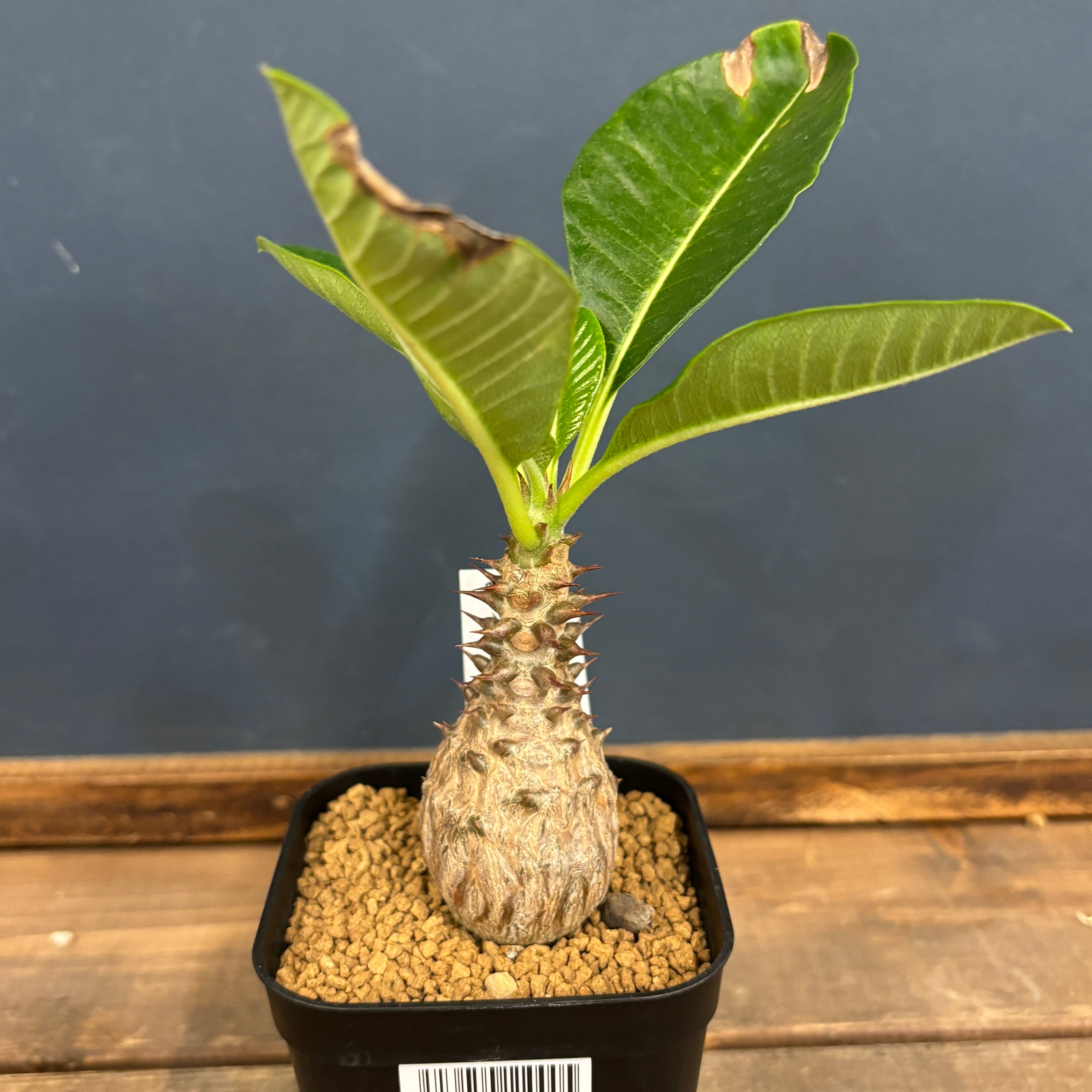 パキポディウム ウィンゾリー パキポディウム ウィンゾリー【368】 | PROTOLEAF プロトリーフ