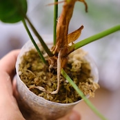 フィロデンドロン エルチョコレッド / Philodendron "El Choco Red"⑭ / 観葉植物<育て方・花言葉>