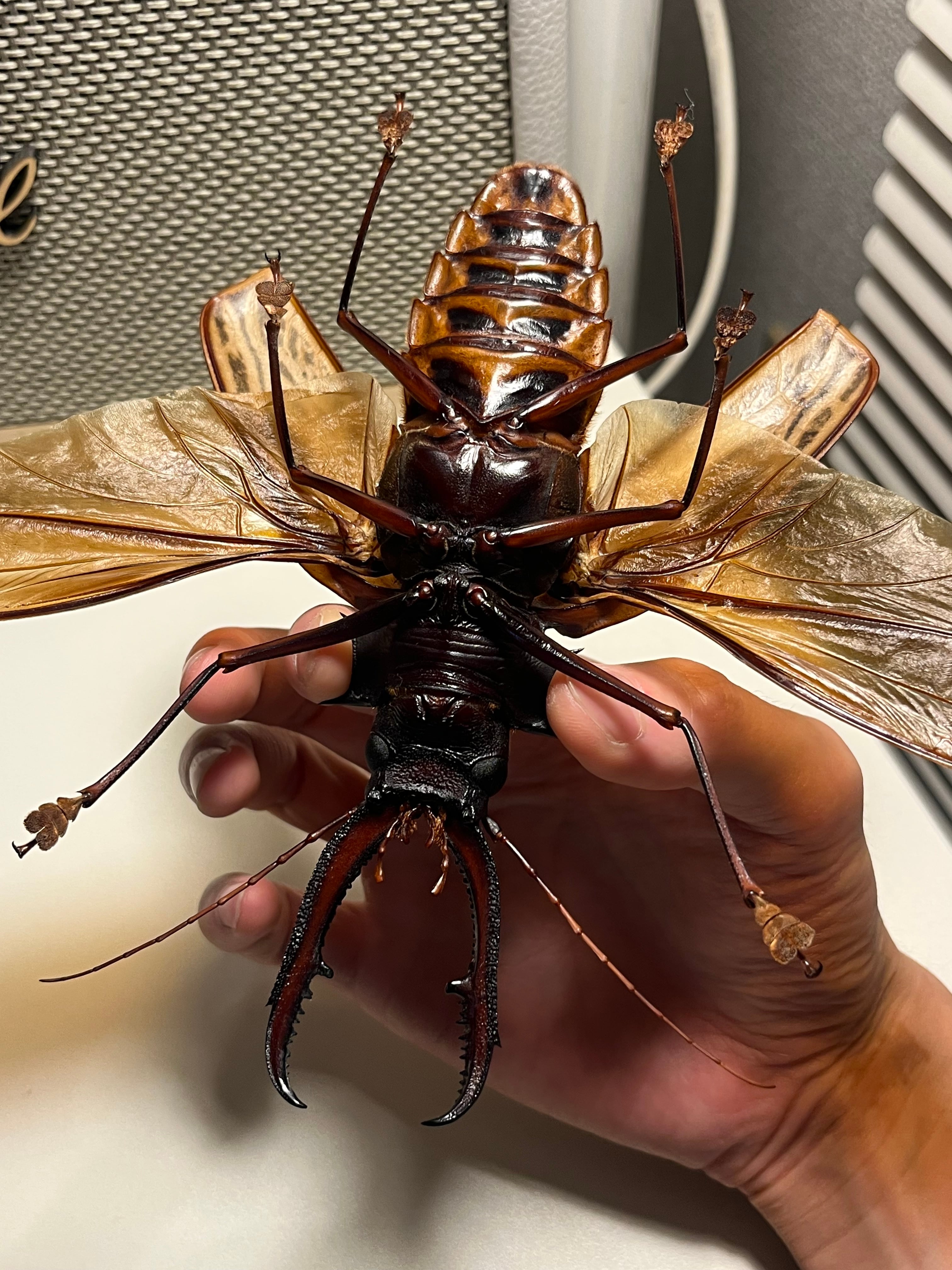 開翅155mm】オオキバウスバカミキリ 標本 Macrodontia cervicornis