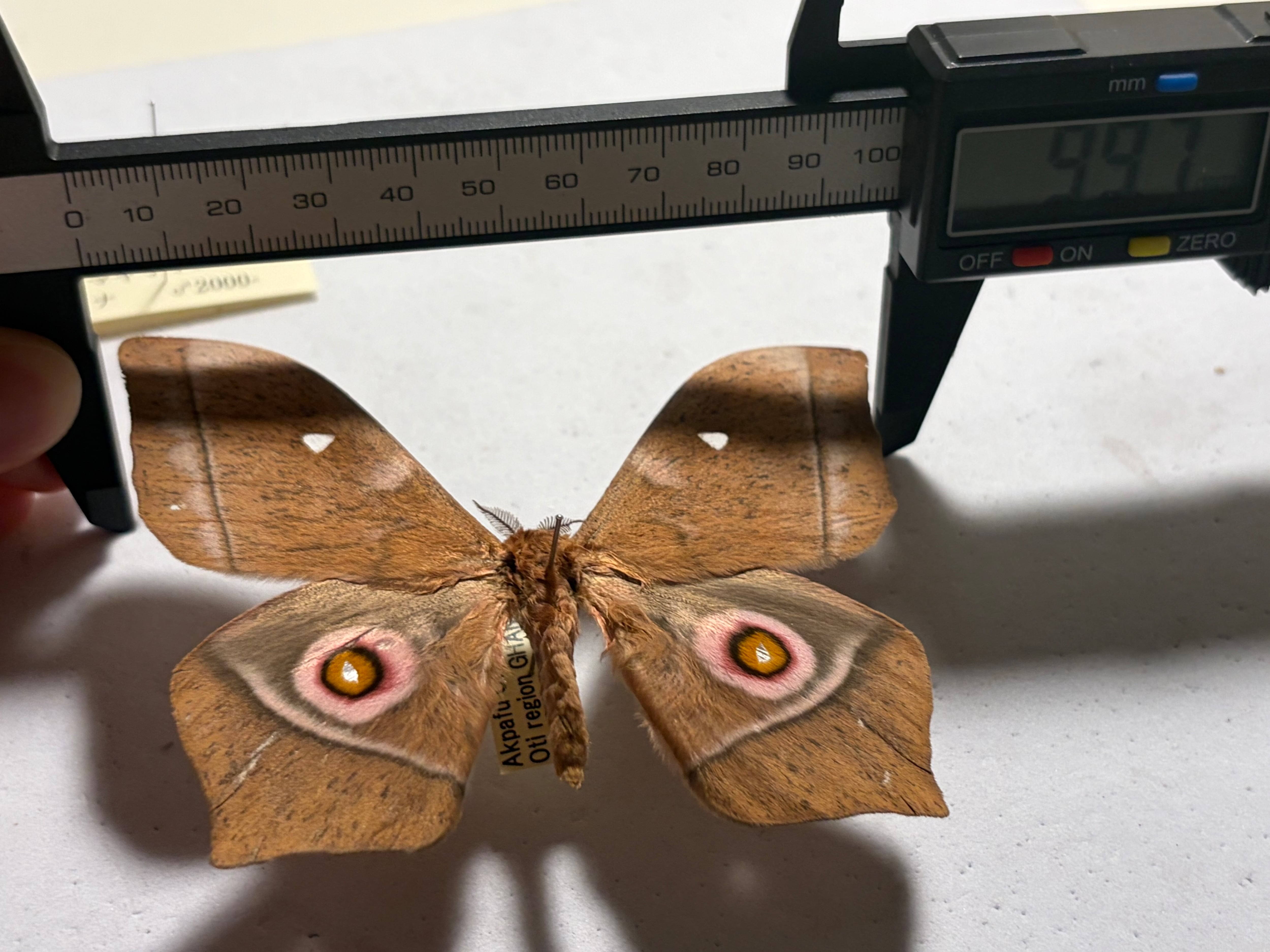 ♂】Lobobunaea acetesヤママユガ 標本 蝶 ヤママユ 蛾 蝶 切り 鱗 蝶