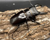 【WD】超大型大歯《アルケスツヤクワガタ 96mm ペア》