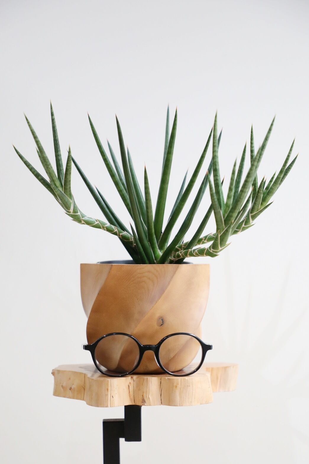 ホヤ マチルダ/Hoya mathilde ※陶器鉢付き | 【厳選植物・器】MIDORI