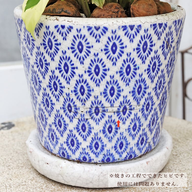 現品販売 観葉植物 カラテア タイビューティ アンティーク陶器ポット