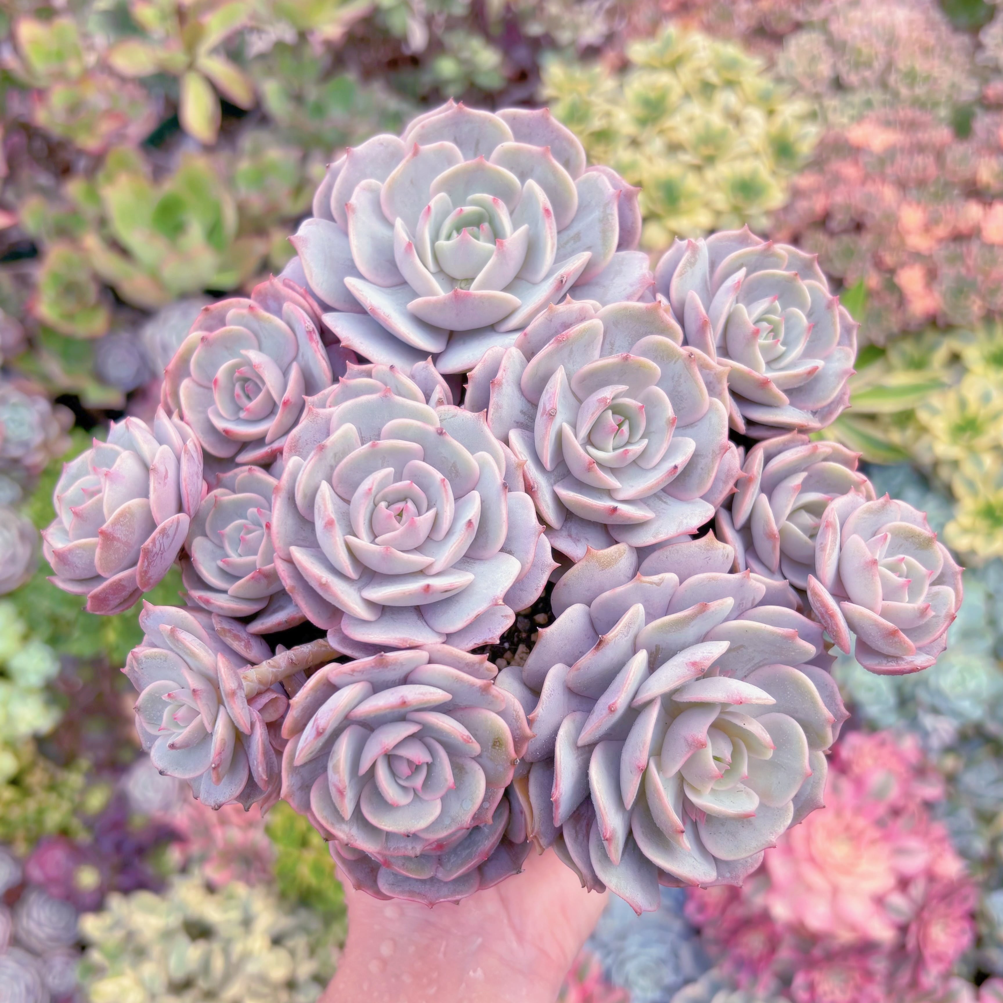 現品　ローラ#857　大群生　新入荷　るる農園