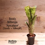 【送料無料】Billbergia 'Apocalypse'〔ビルベルギア〕現品発送B0063