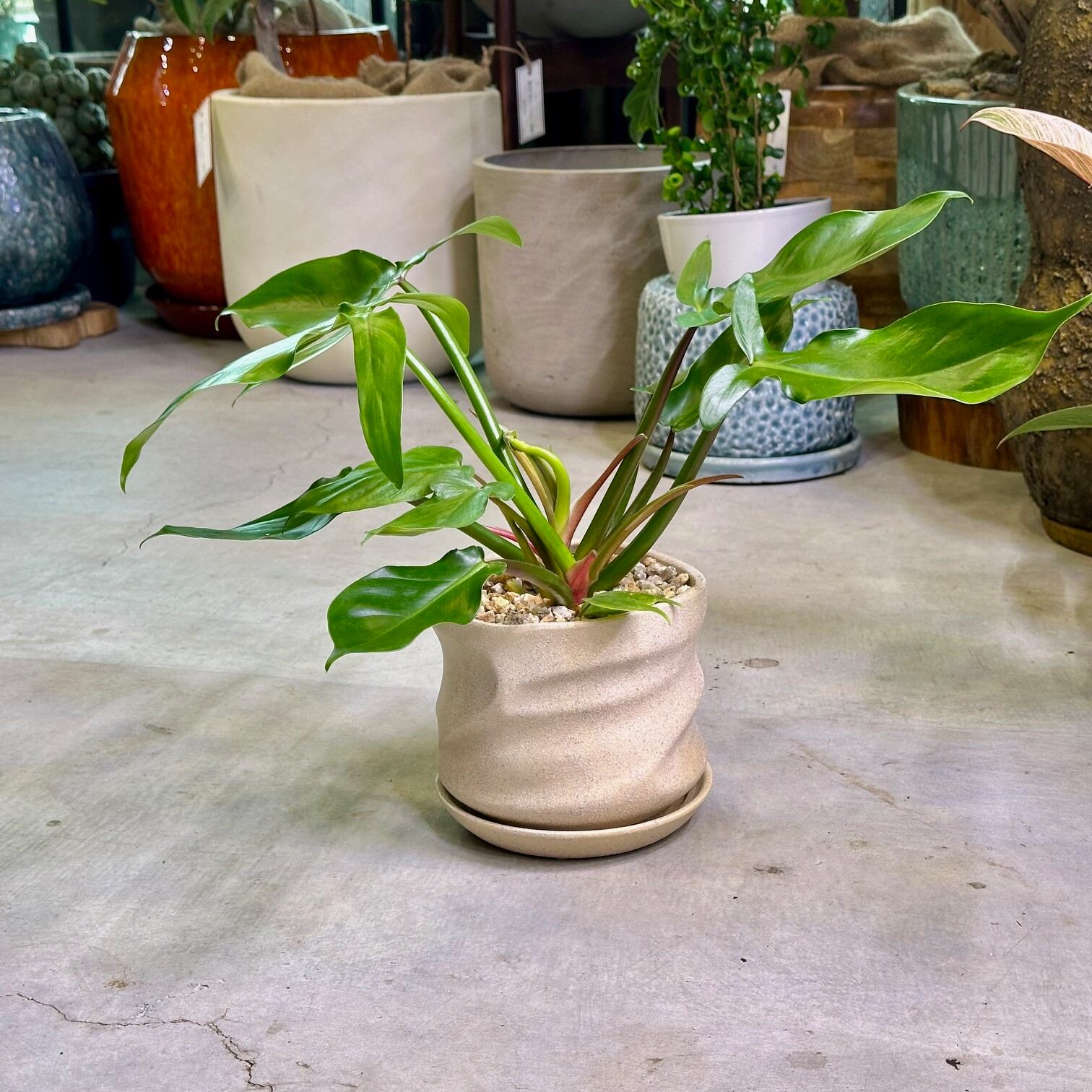 フィロデンドロン・トリッパーティタムジャックシュート | Pay ID