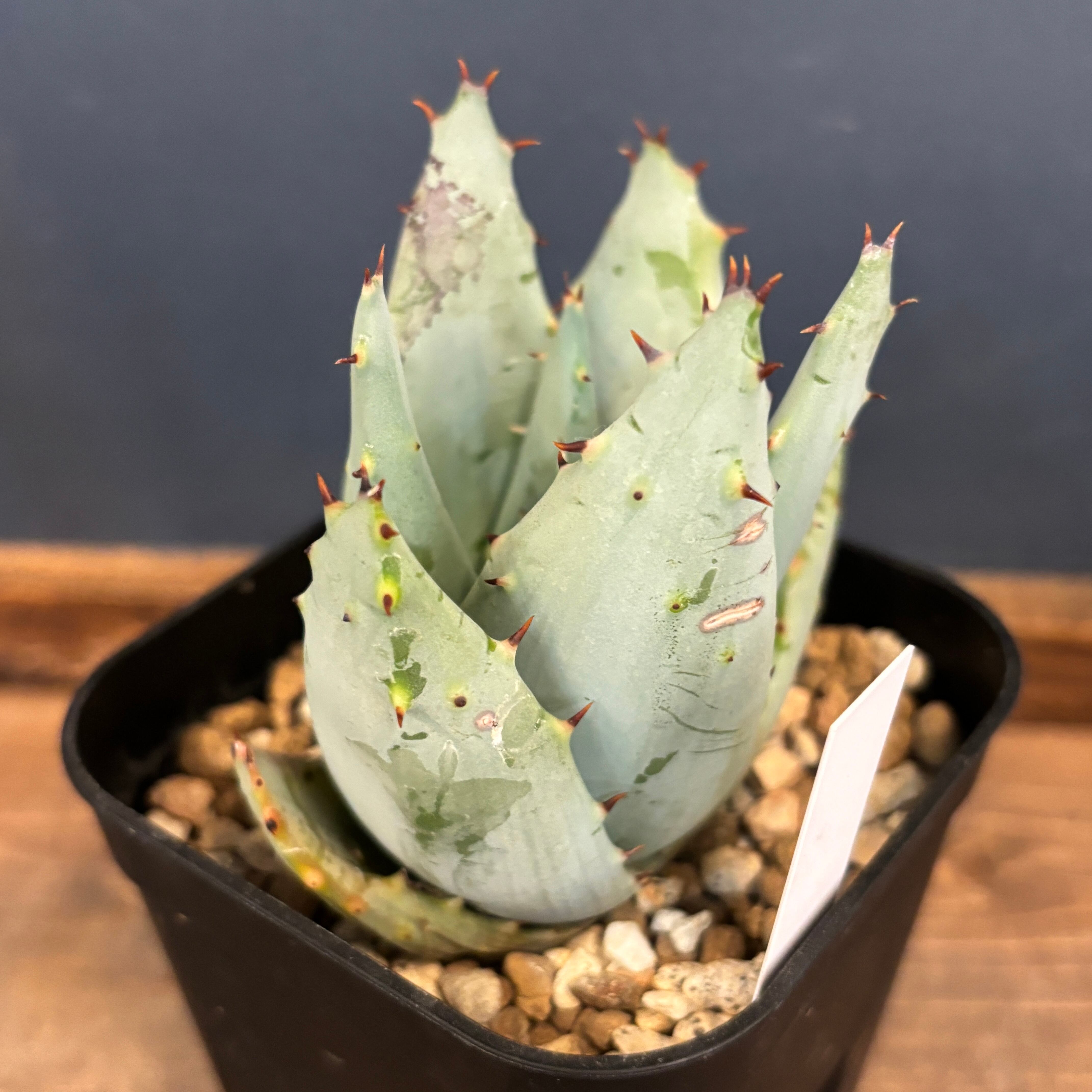 アロエ ペグレラエ【983】 | PROTOLEAF プロトリーフ