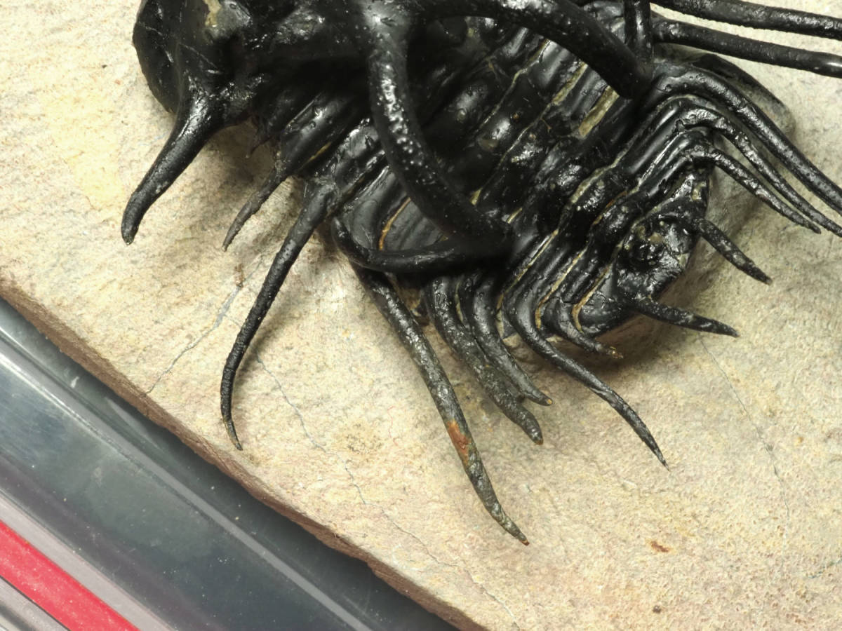 非対称！奇形or喰われ？三葉虫【Dicranurus monstrosus】モロッコ王