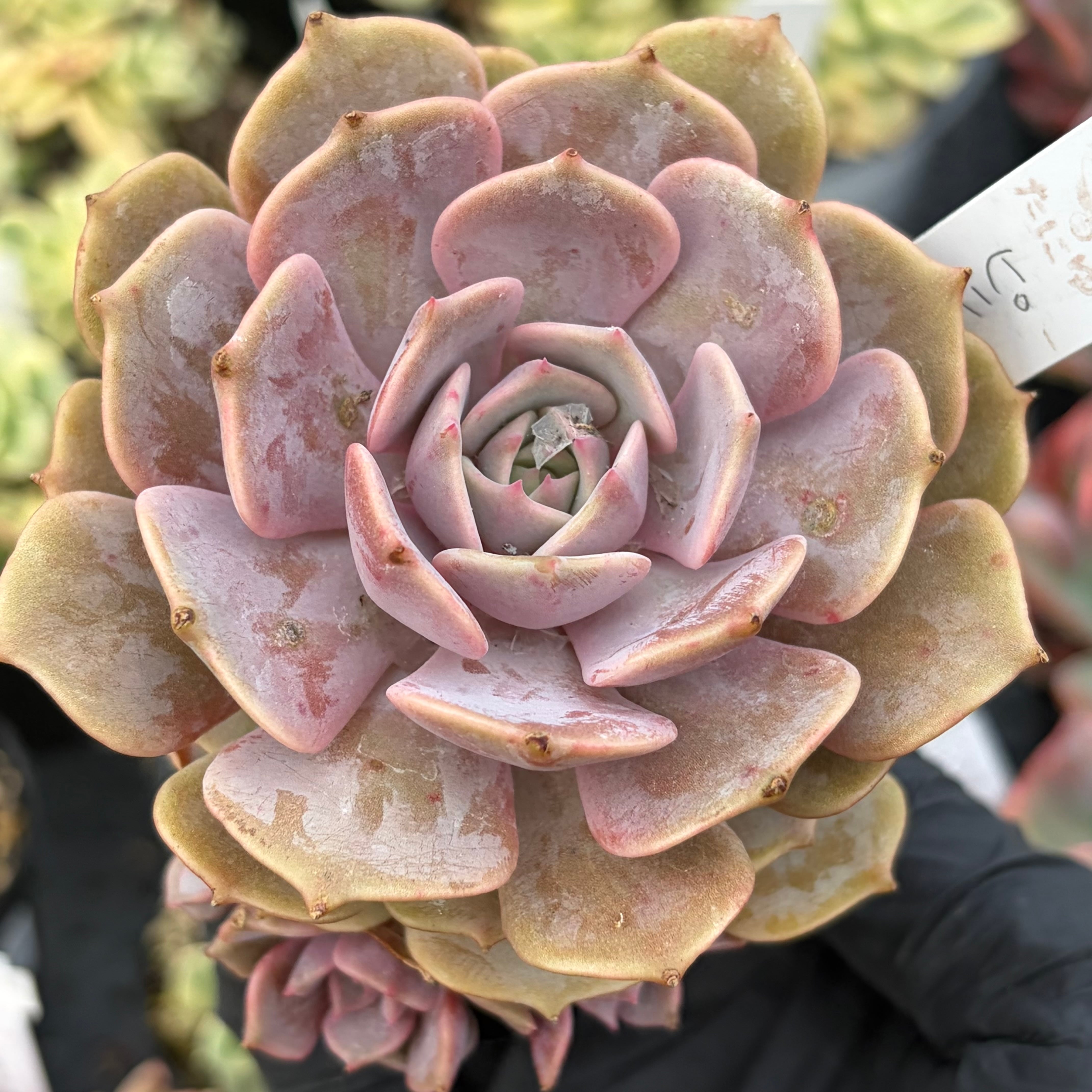 マジョール 一寸苗 多肉植物 セダム | PAY ID