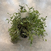 グレビレア シナフィエ【175】