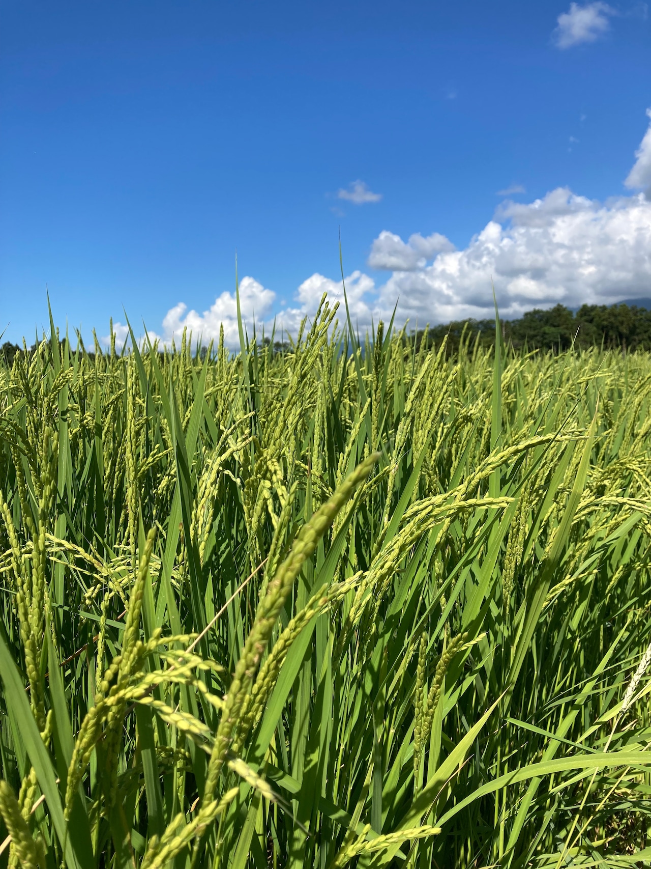 令和8年佐渡産コシヒカリ 3㎏・画像7