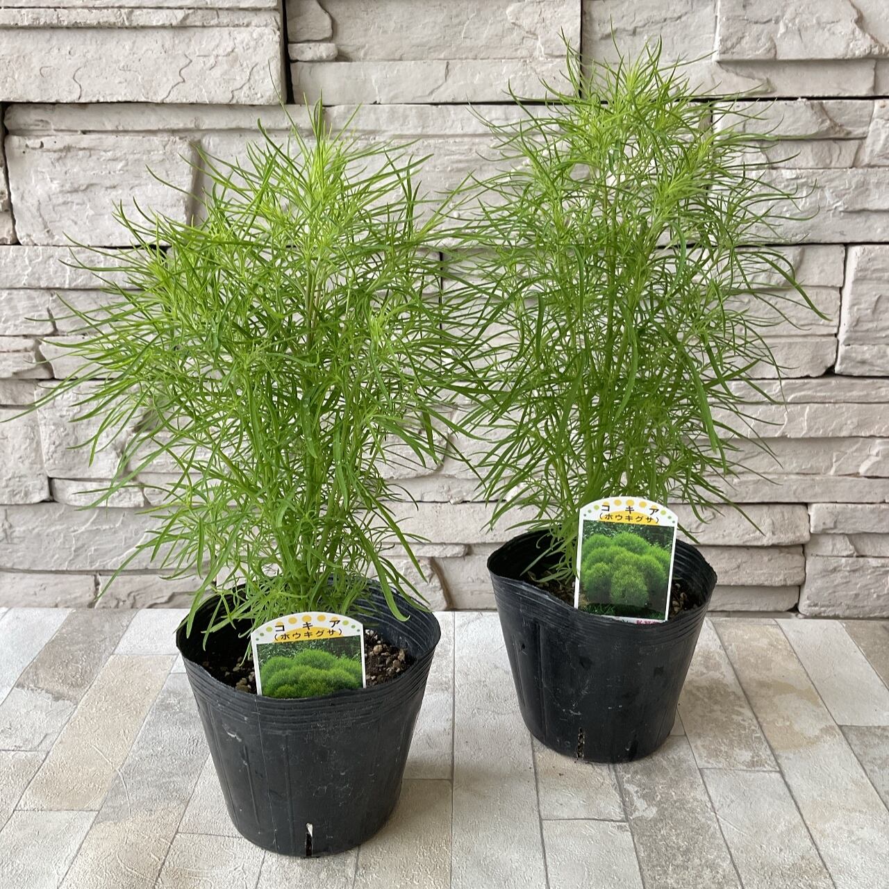 コキア ホウキグサ 橋本種苗園