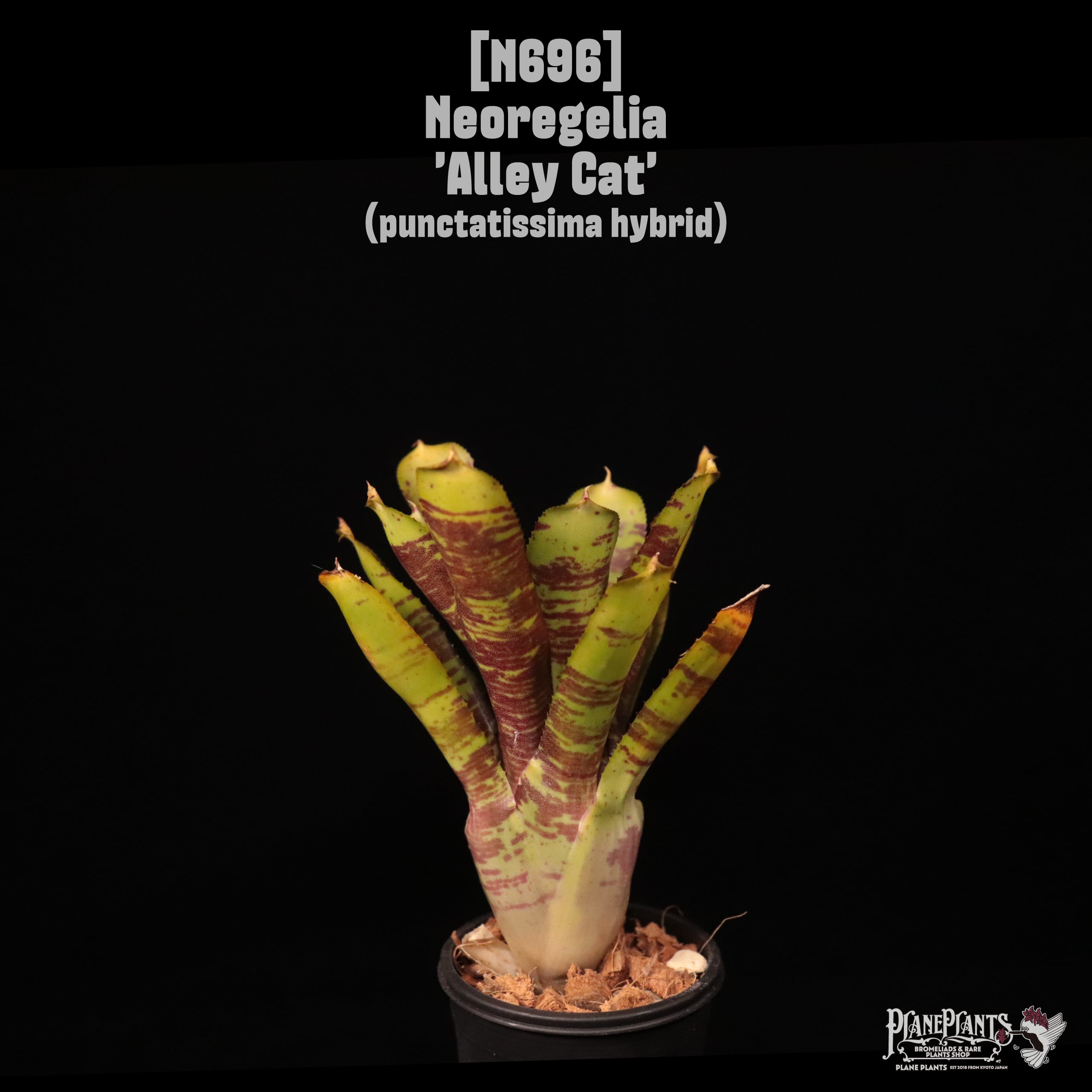 Neoregelia 'Alley Cat'〔ネオレゲリア〕N696