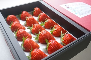 《数量限定！3/31まで》ベリーポップすず　化粧箱入り１２粒or１５粒入　1トレー 【新発田ファーム】※送料込・税込価格