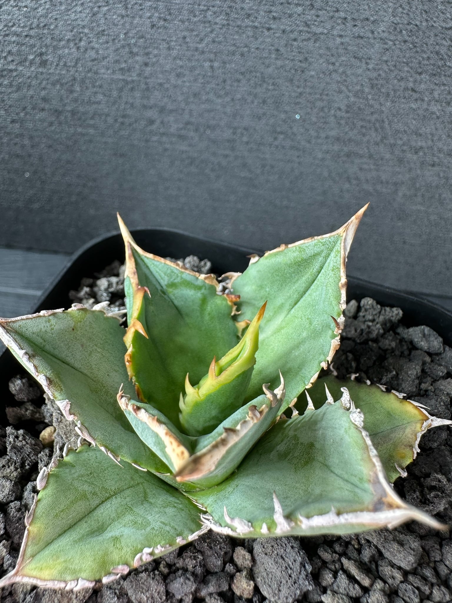 449 アガベ オテロイ 