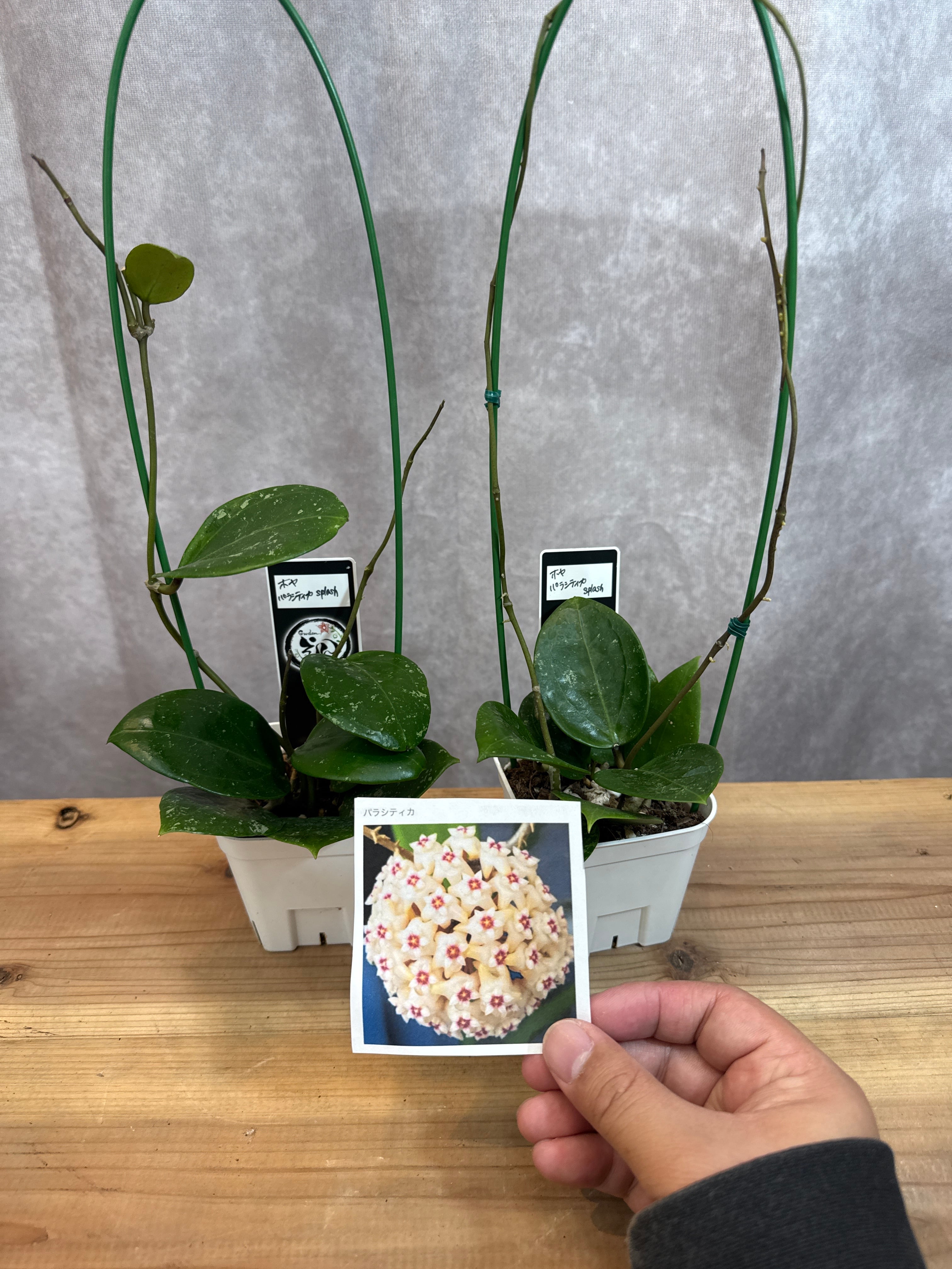 ネムノキ斑入り 7号 | Gardenえん 【観葉熱帯植物】