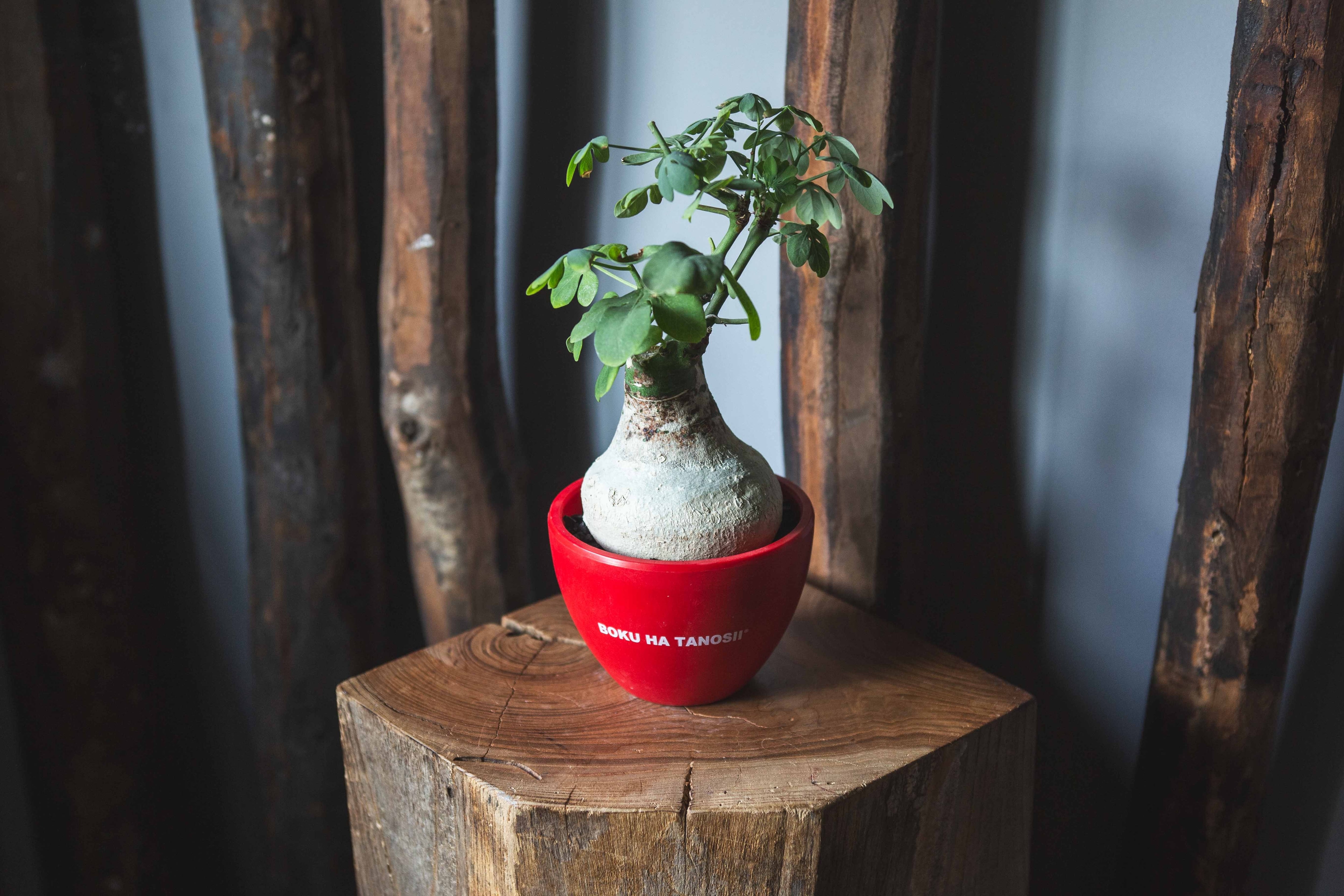 【新作】グラウカ × ボクタノ鉢【BOKU HA TANOSII】Adenia glauca