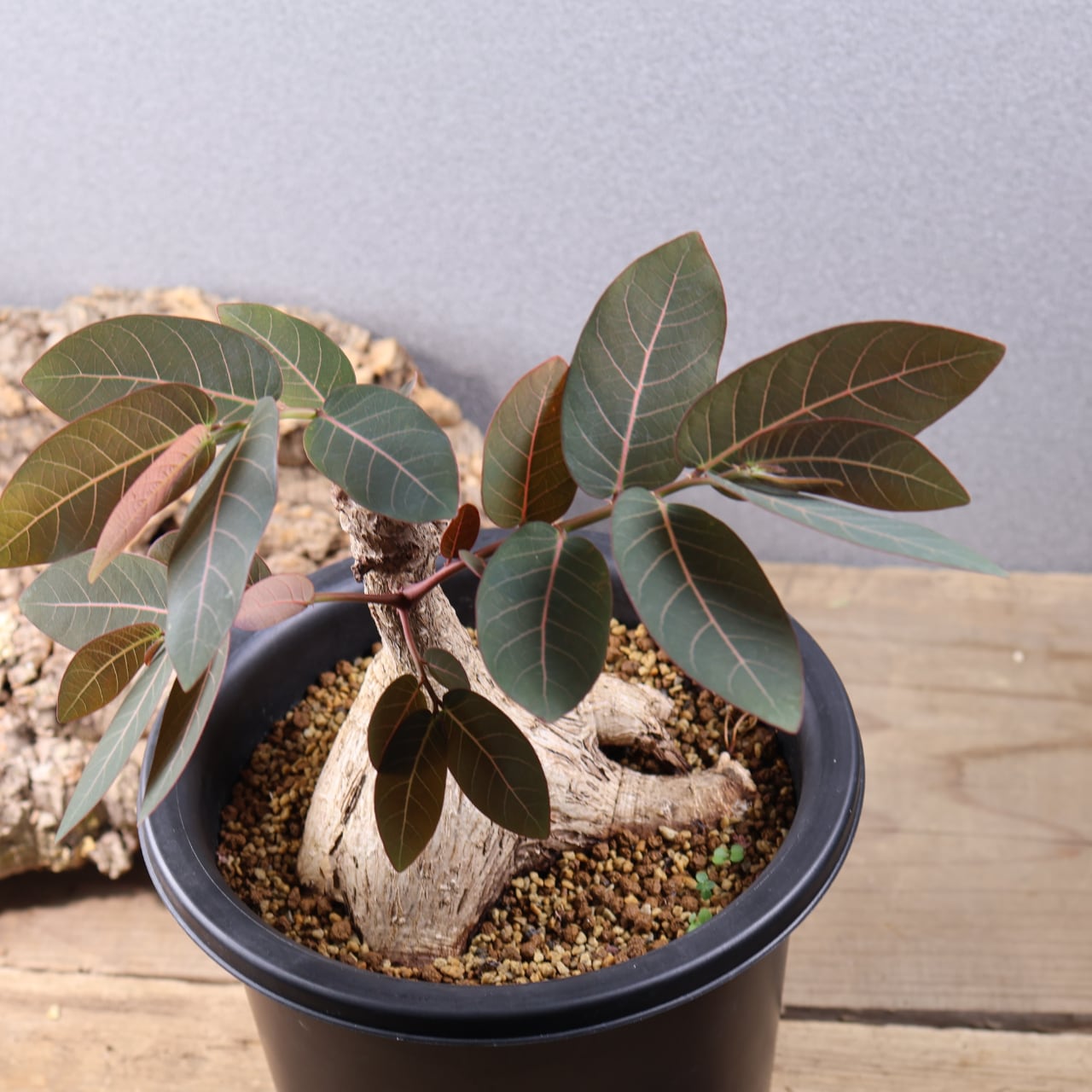 736『フｨランサス ミラビリス』 観葉植物【送料無料】 | MARX PLANTS