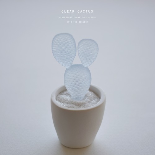 clear cactus バニーカクタス