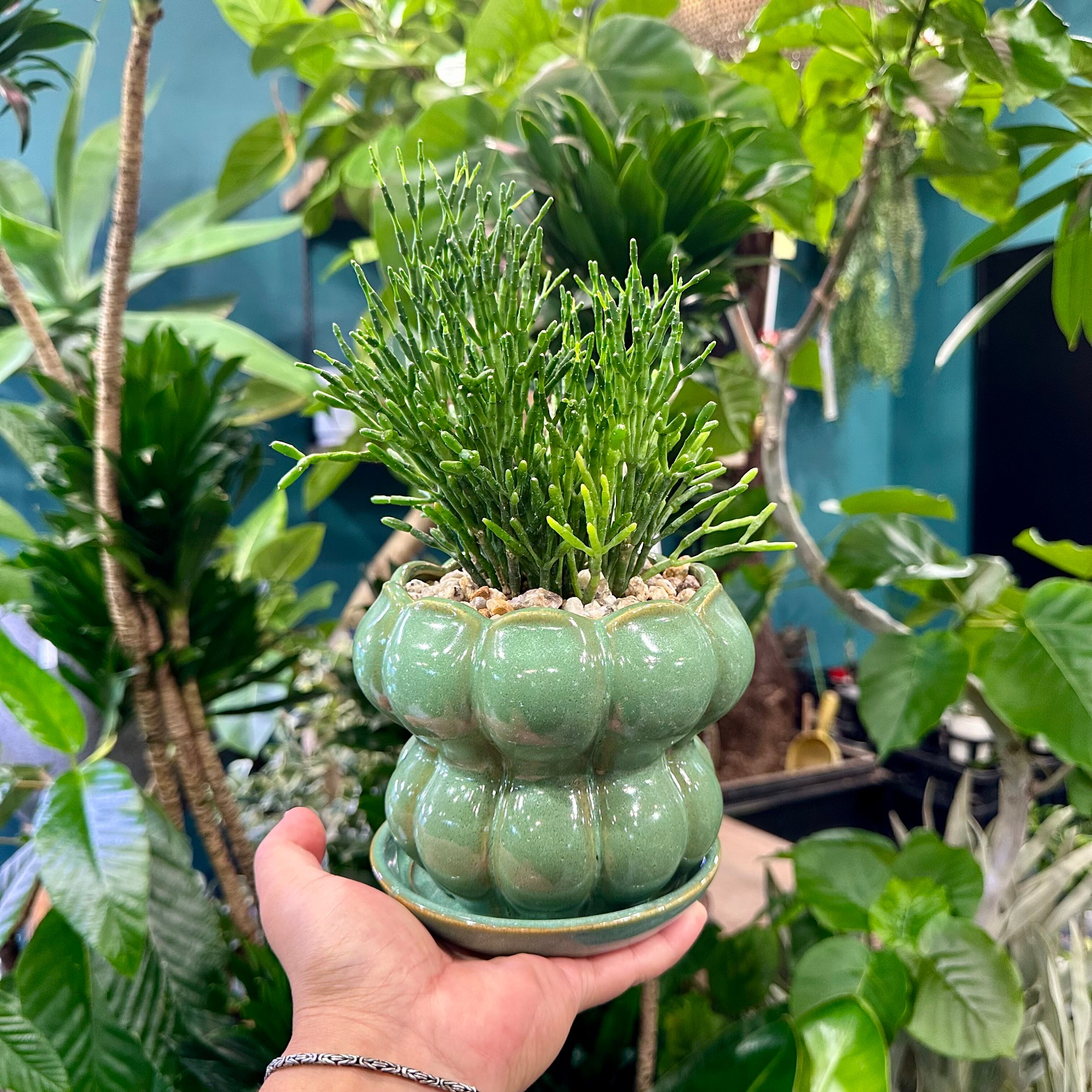 リプサリス・サルコルニオイデス | barrelplants_BONSAI