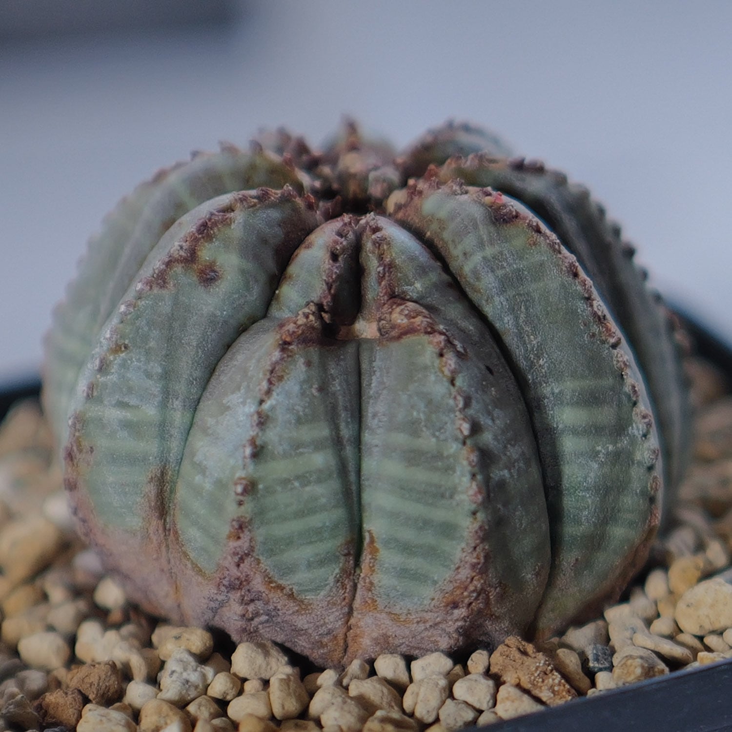 成長点潰れ まん丸 オベサ / ユーフォルビア | LIGHTHOUSE.PLANTS