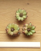 カット苗 白吉吉 バイジ Echeveria 'Bai Jiji'
